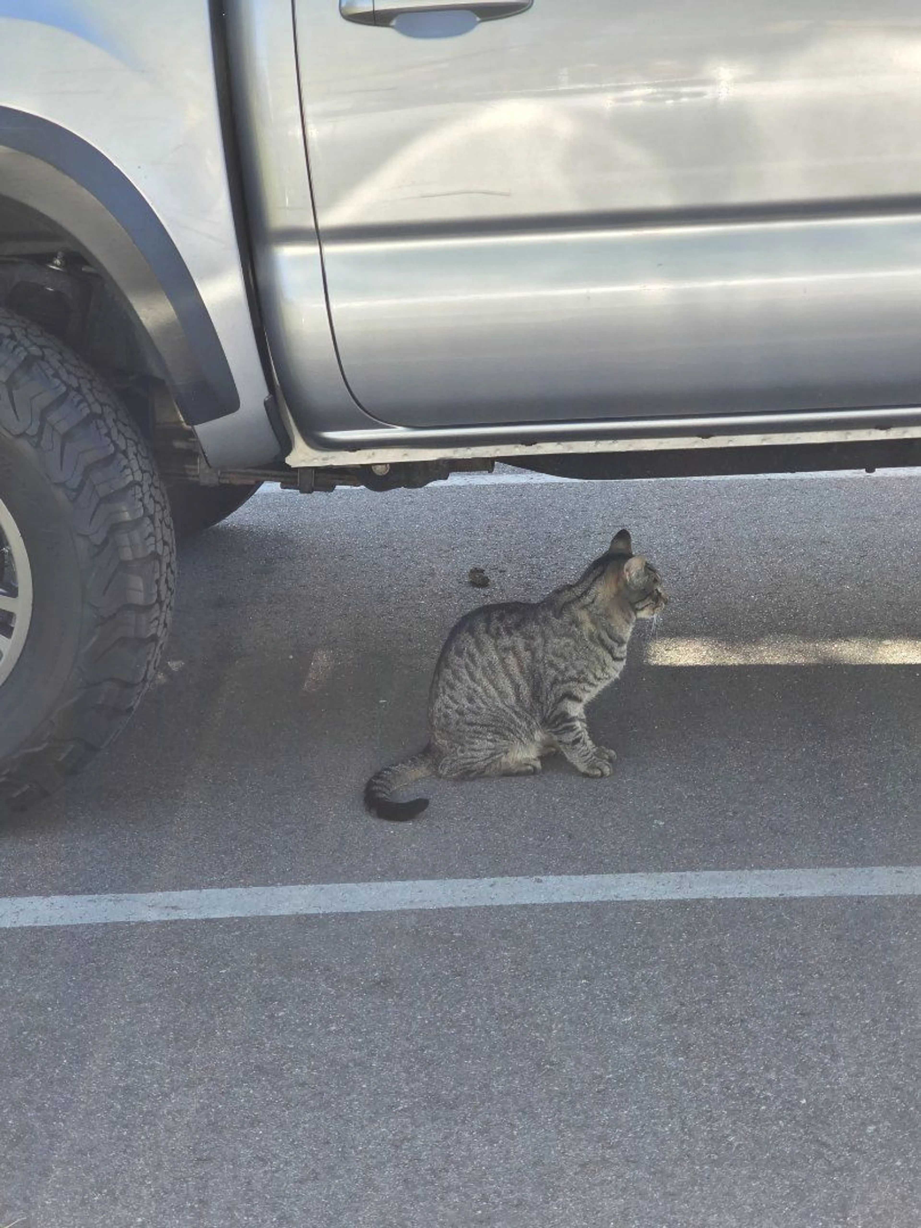 Lost pet-2