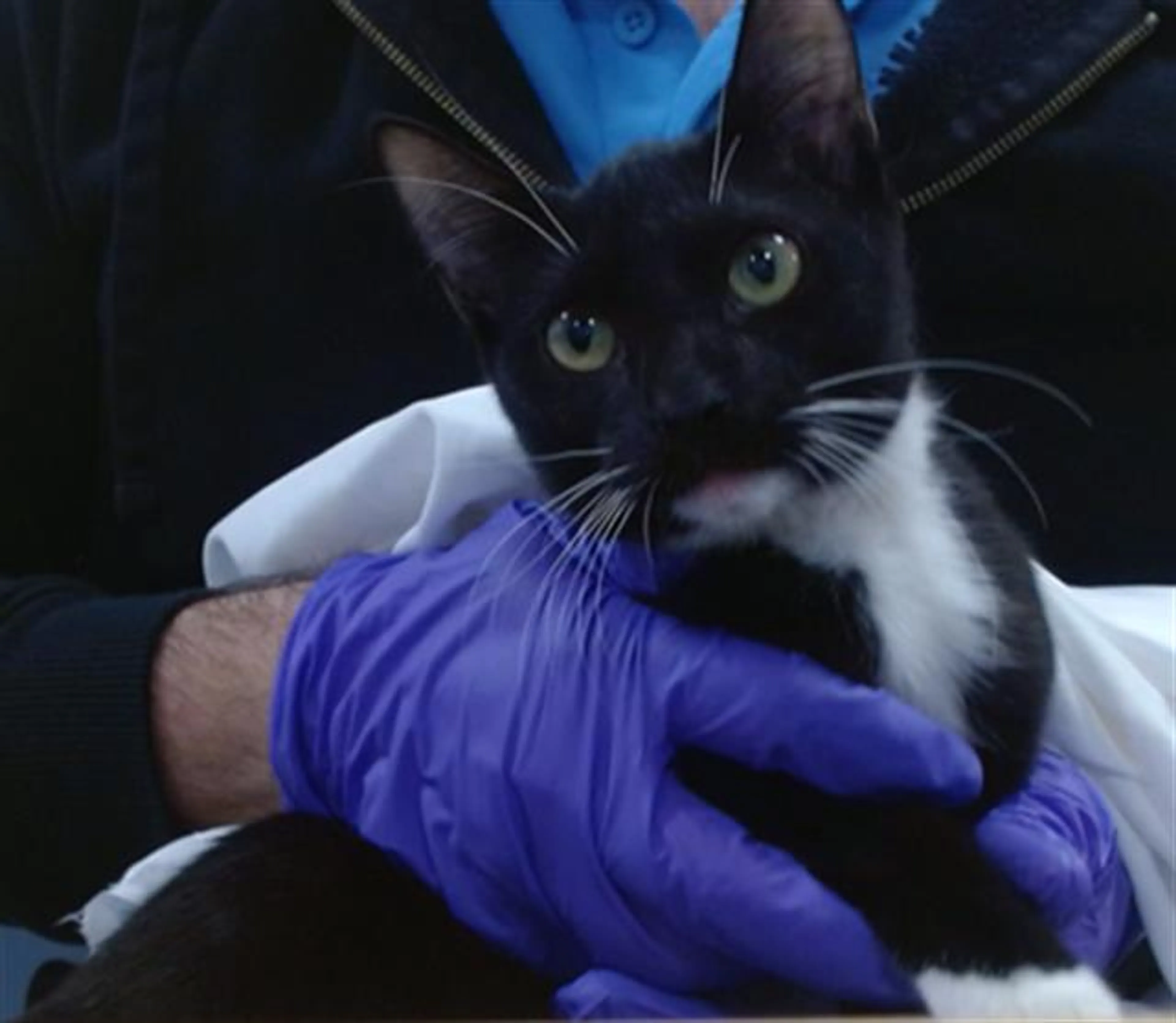 Found pet