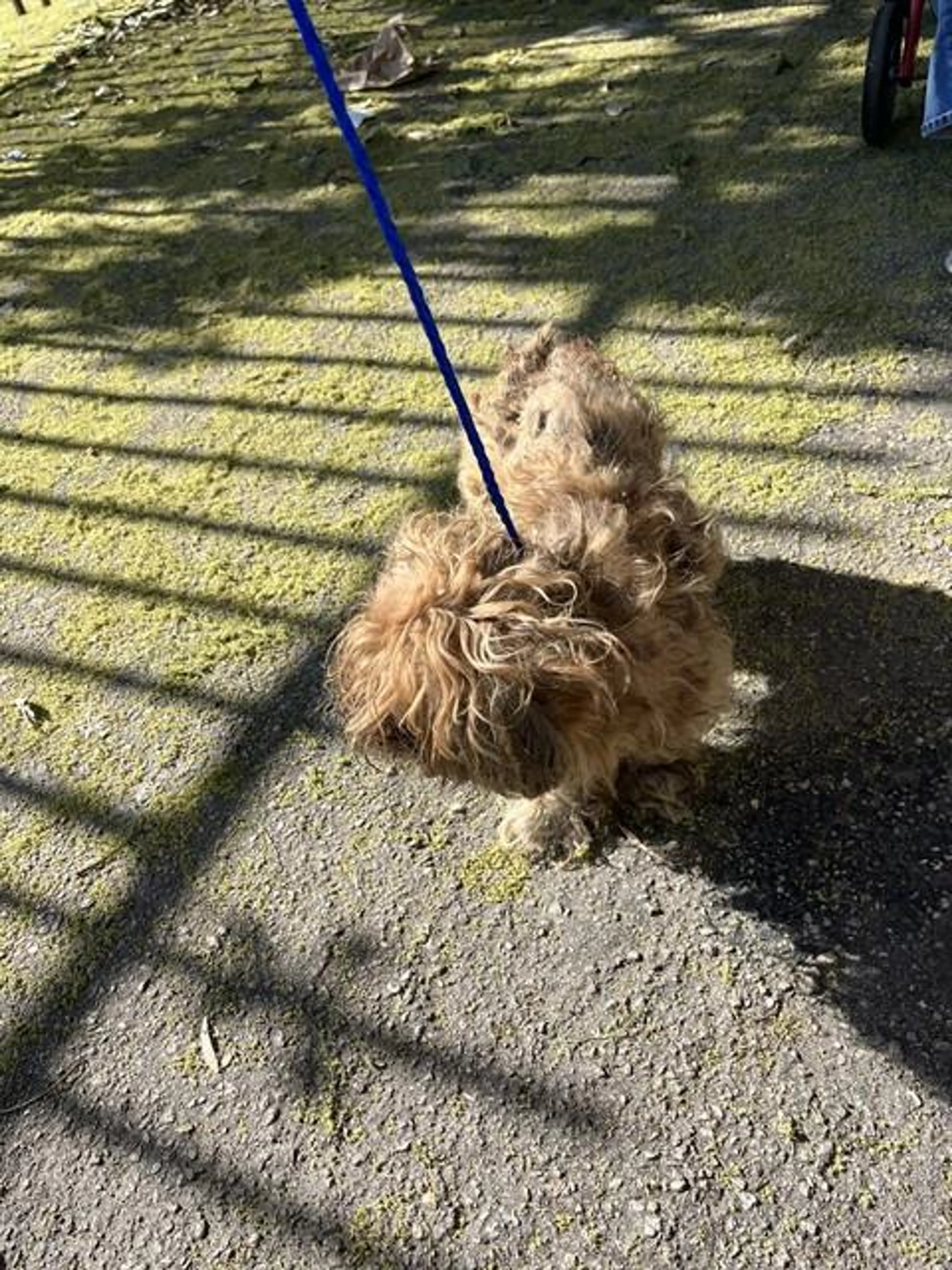 Found pet