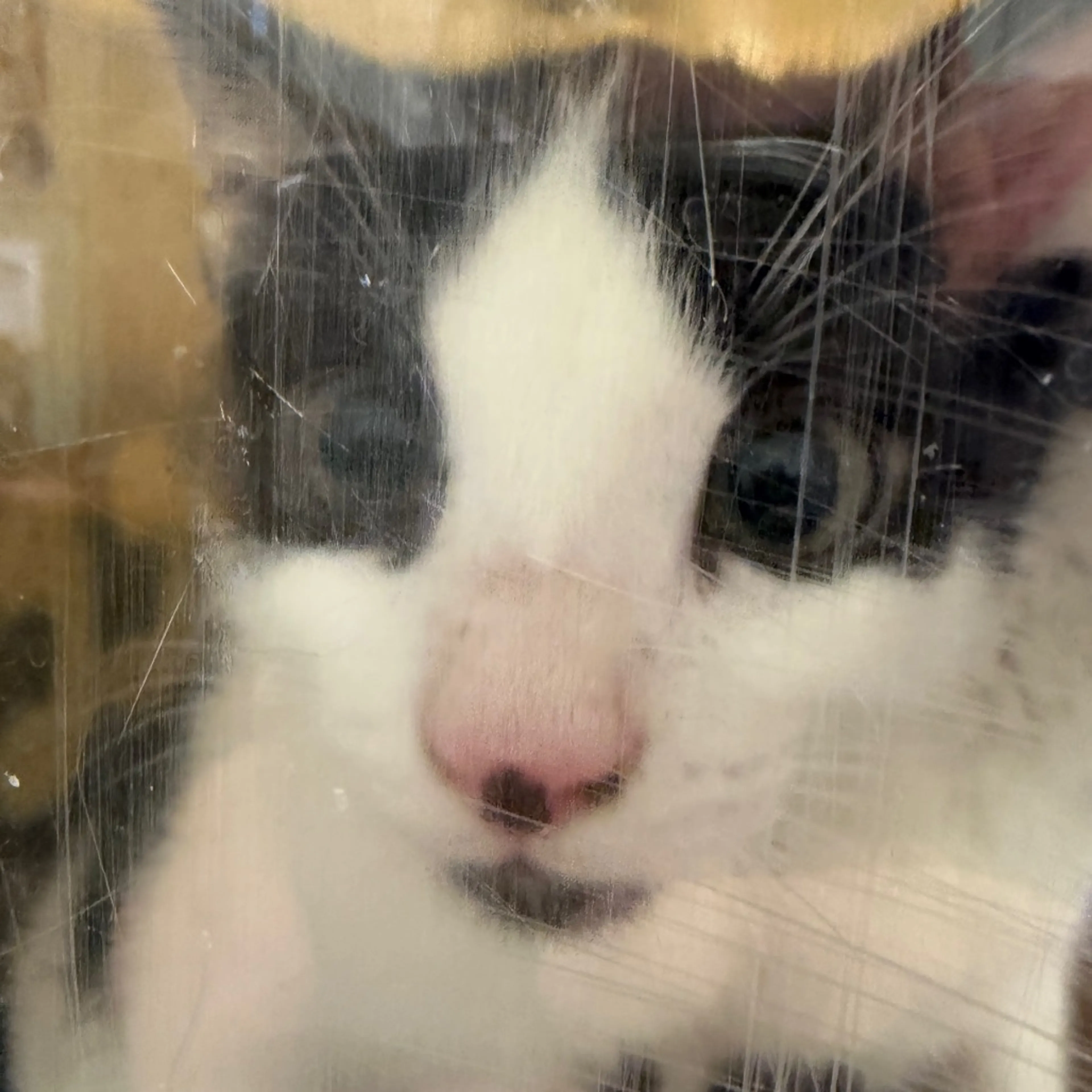 Found pet