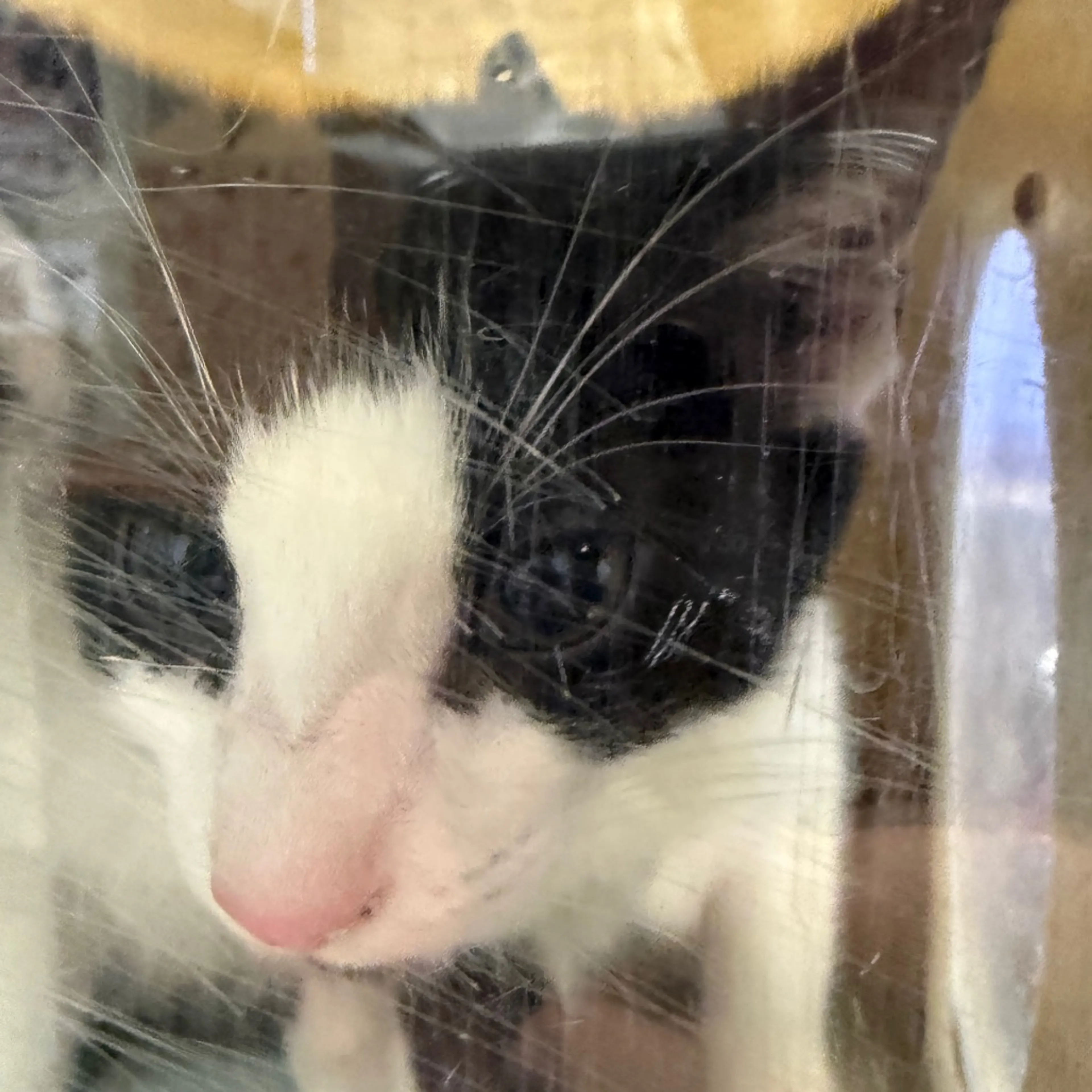 Found pet