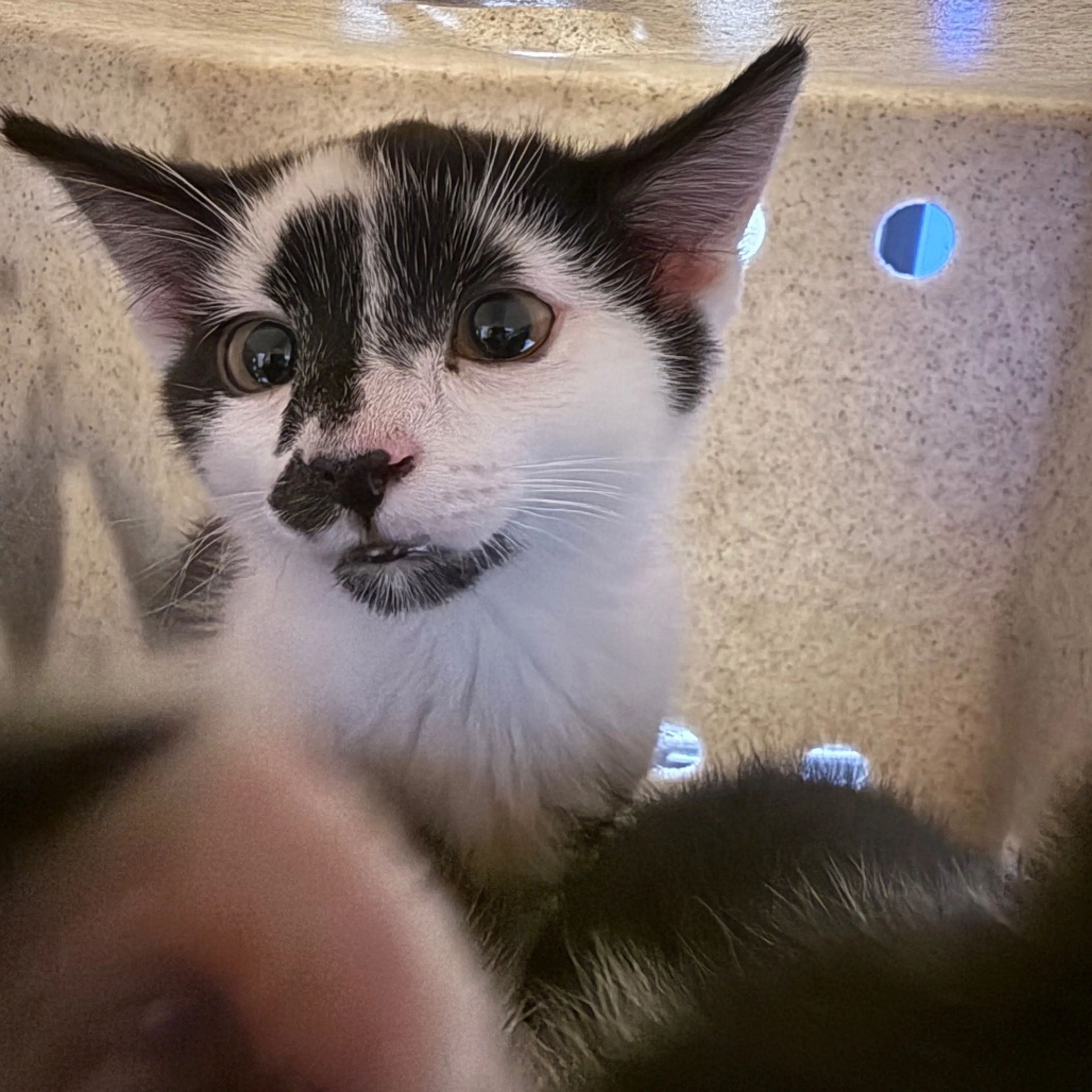 Found pet