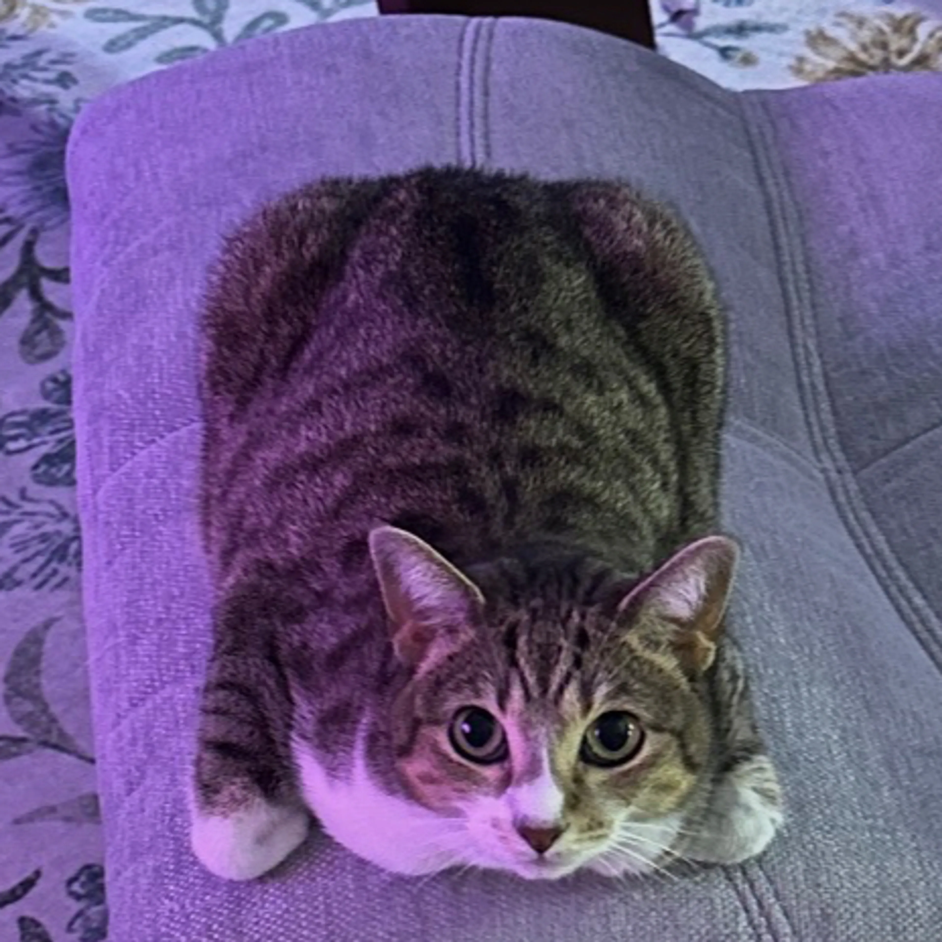 Lost pet-2