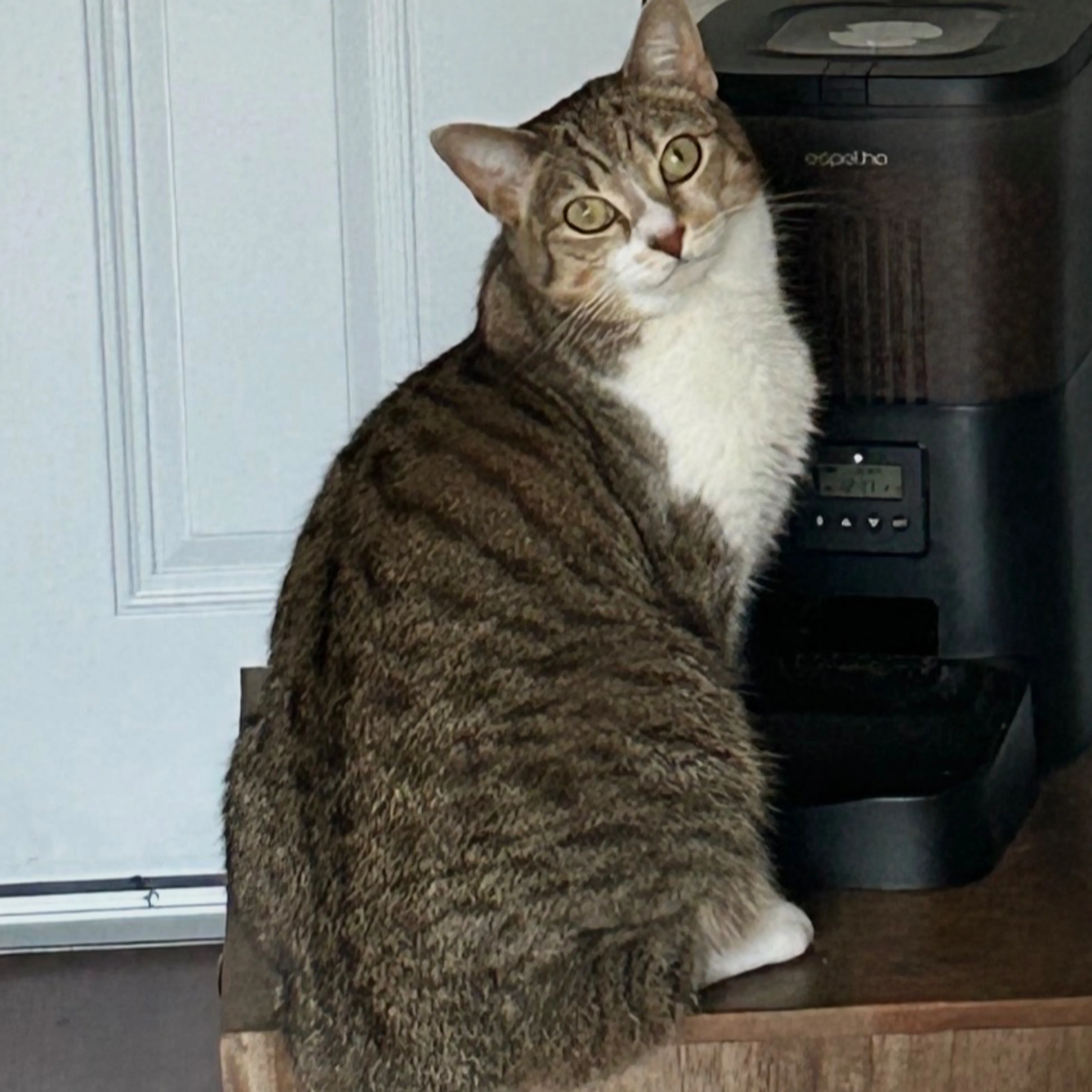 Lost pet-1