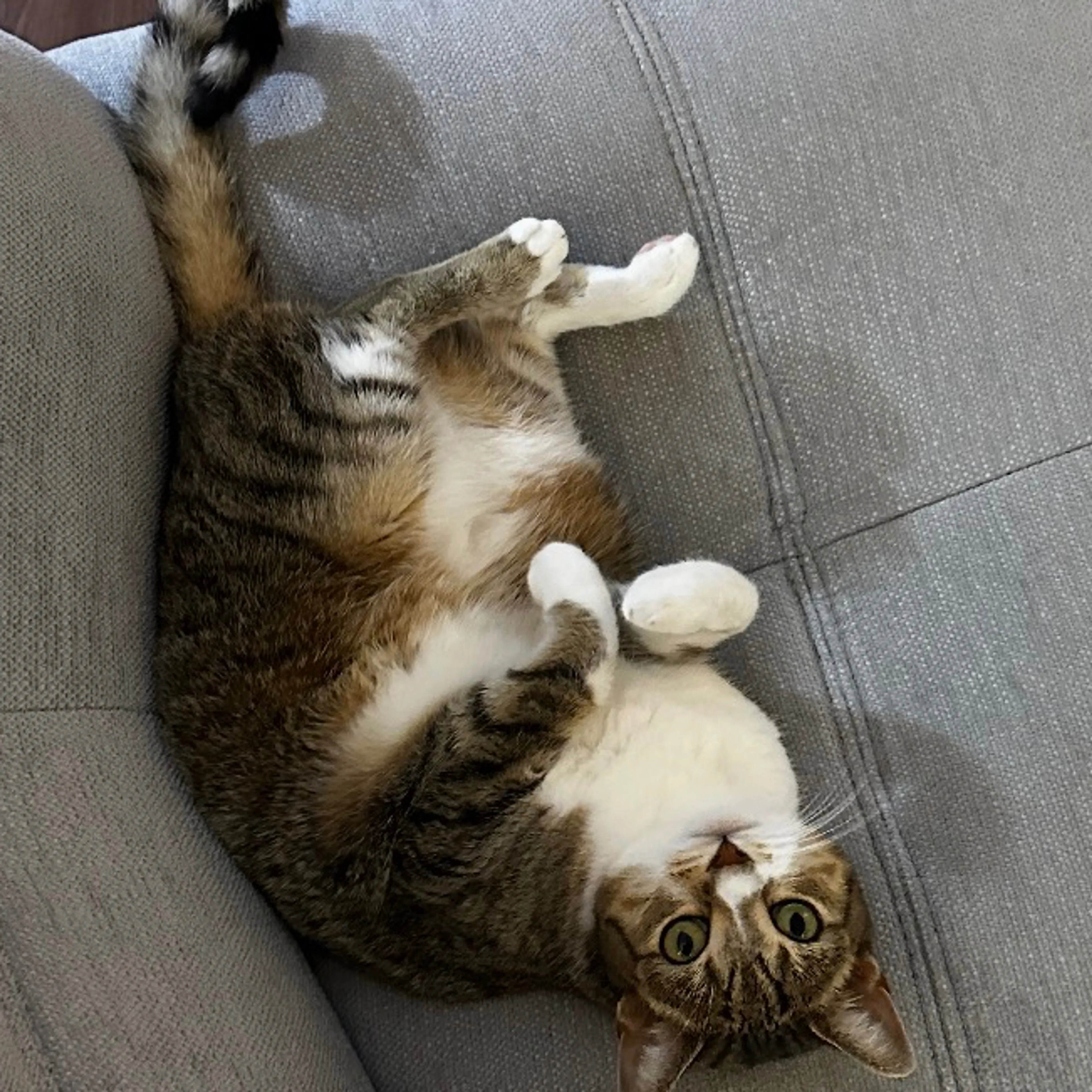 Lost pet-3