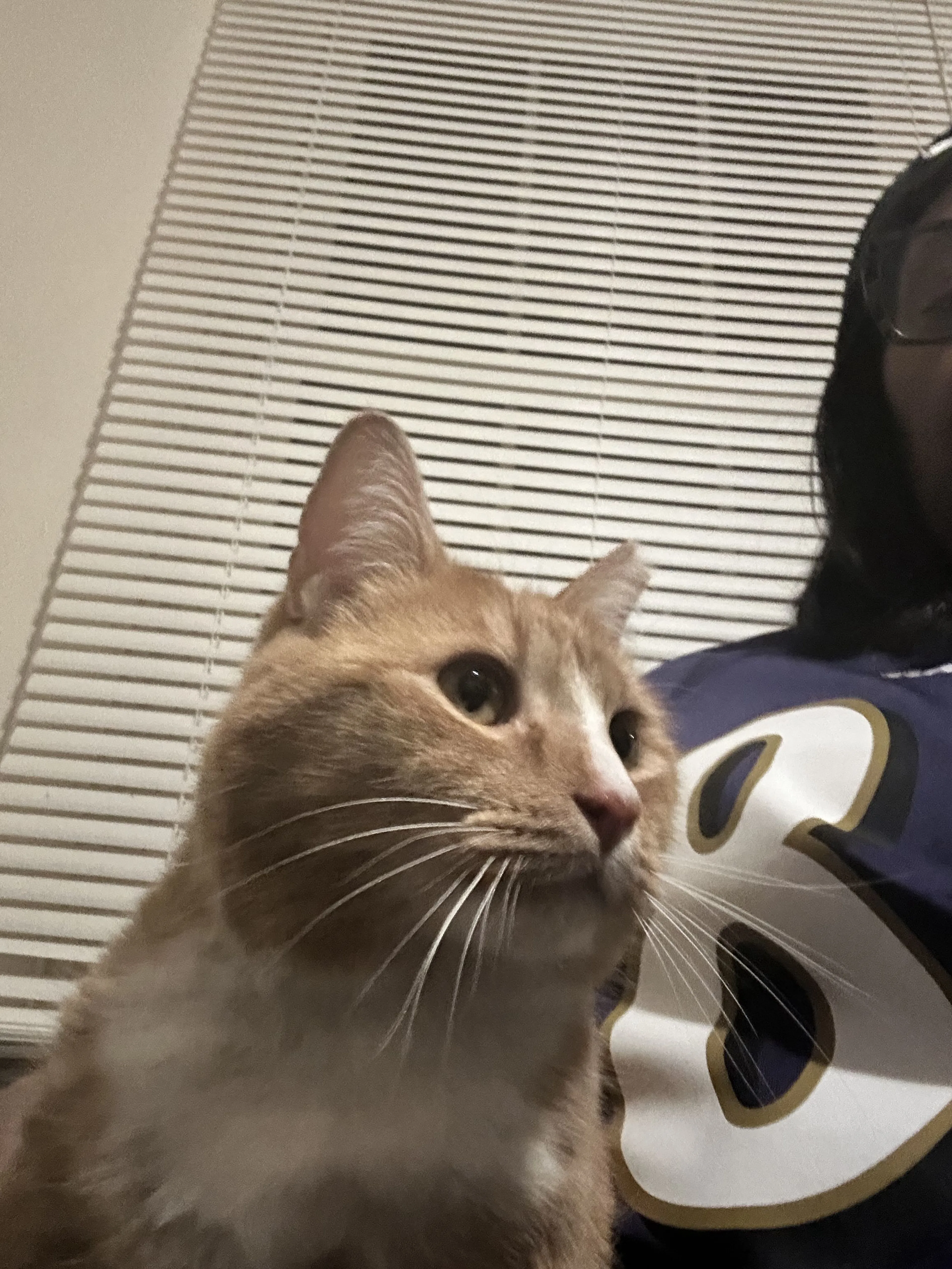 Lost pet-0
