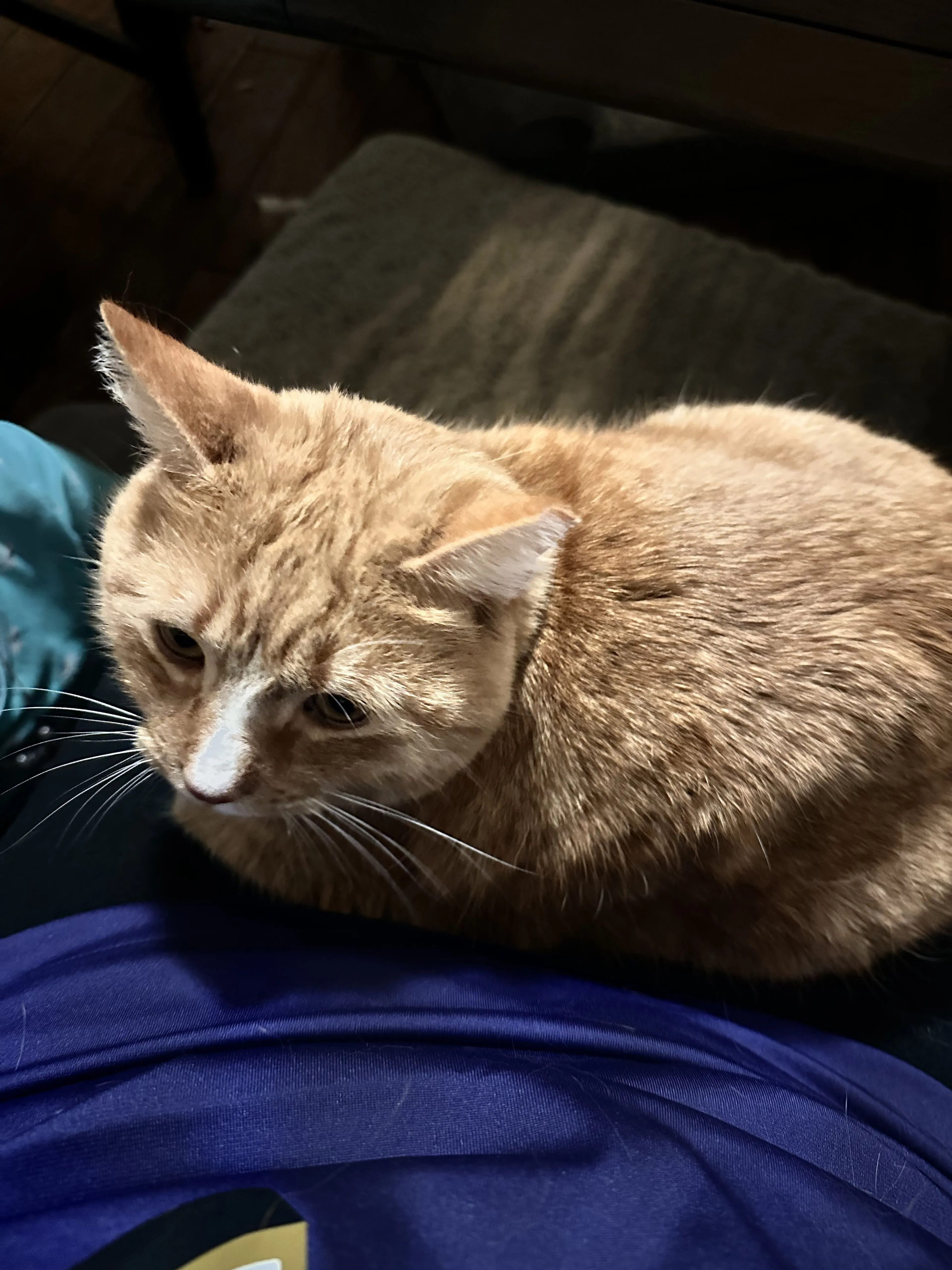 Lost pet-1
