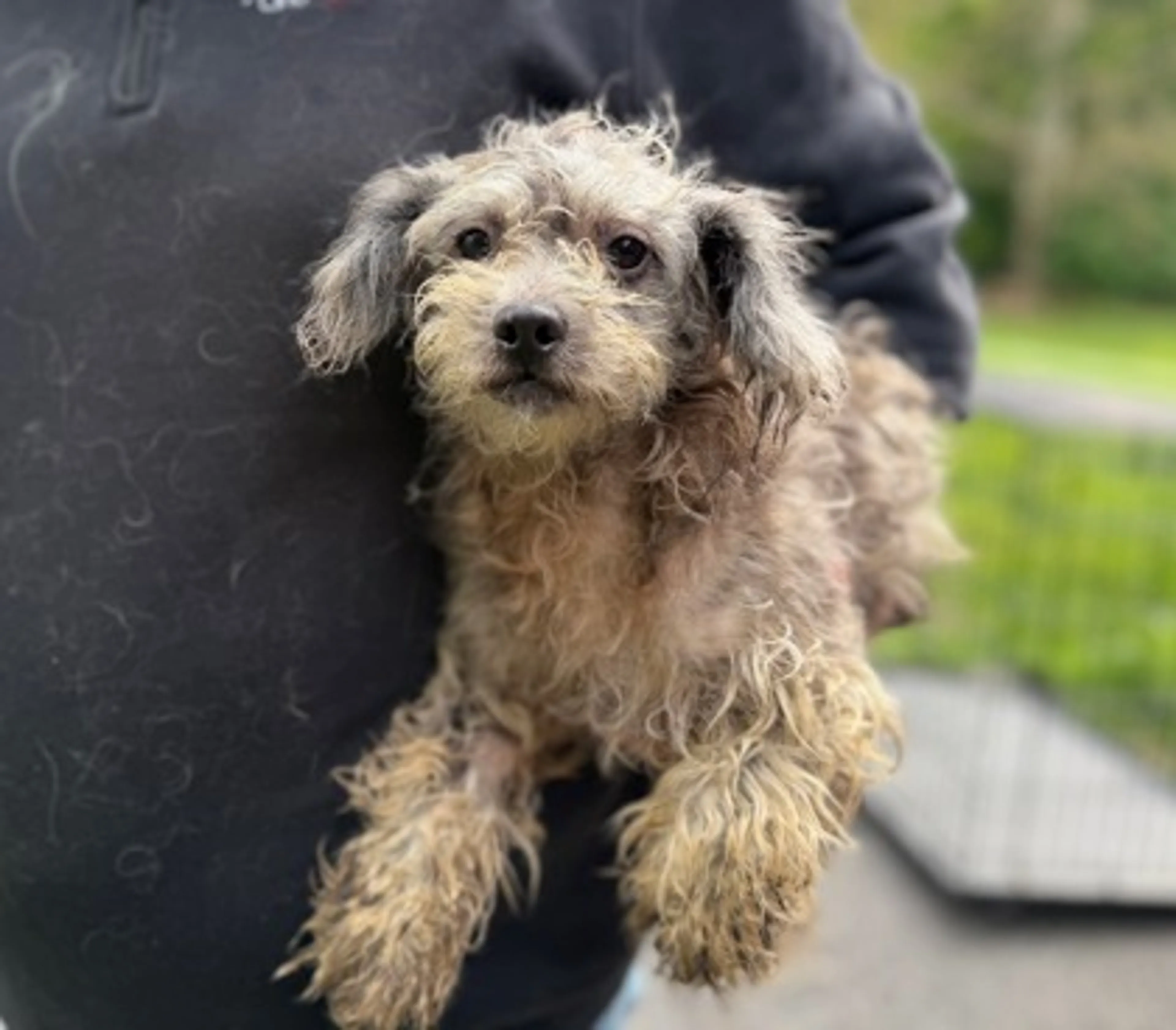Found pet