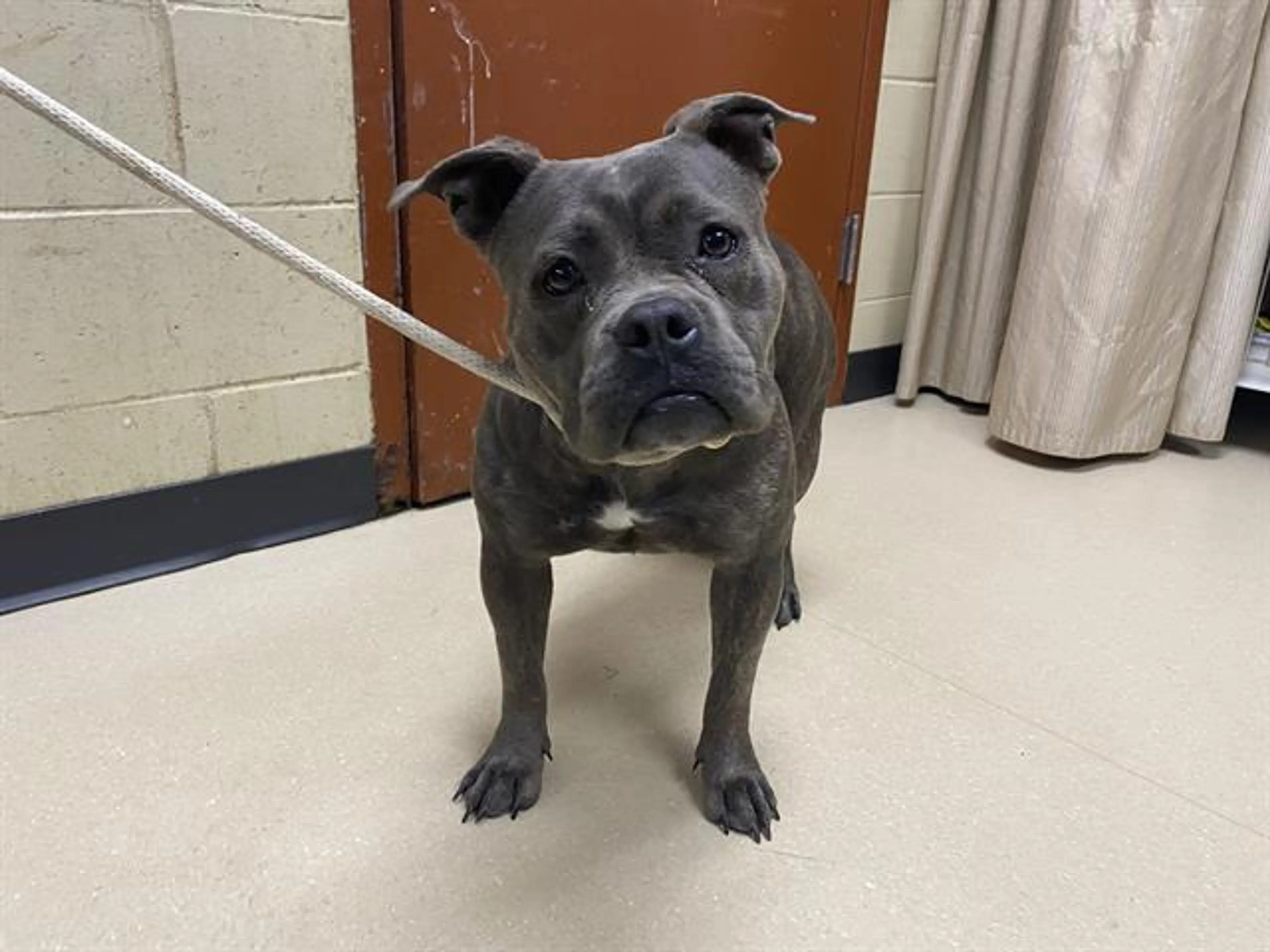 Found pet