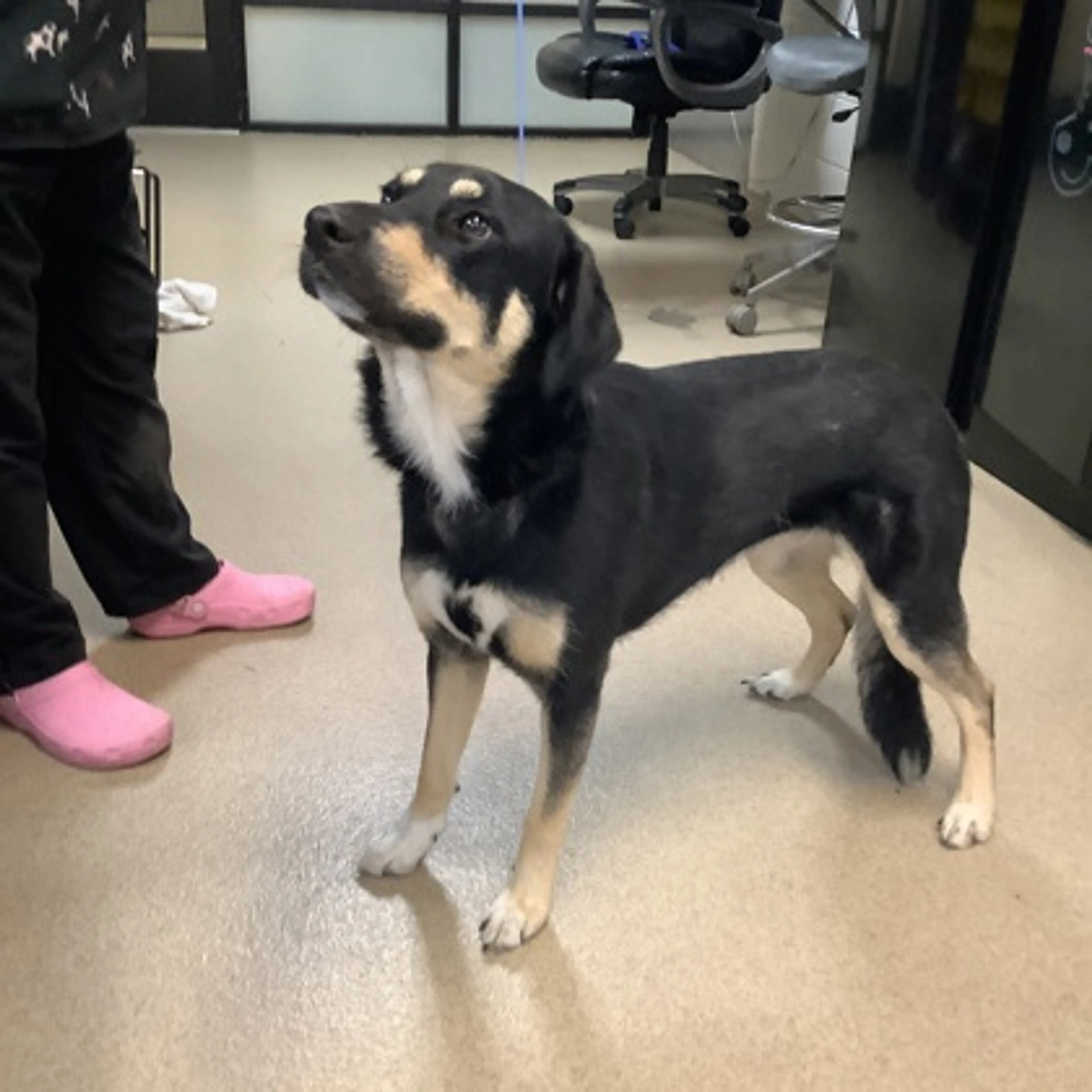 Found pet