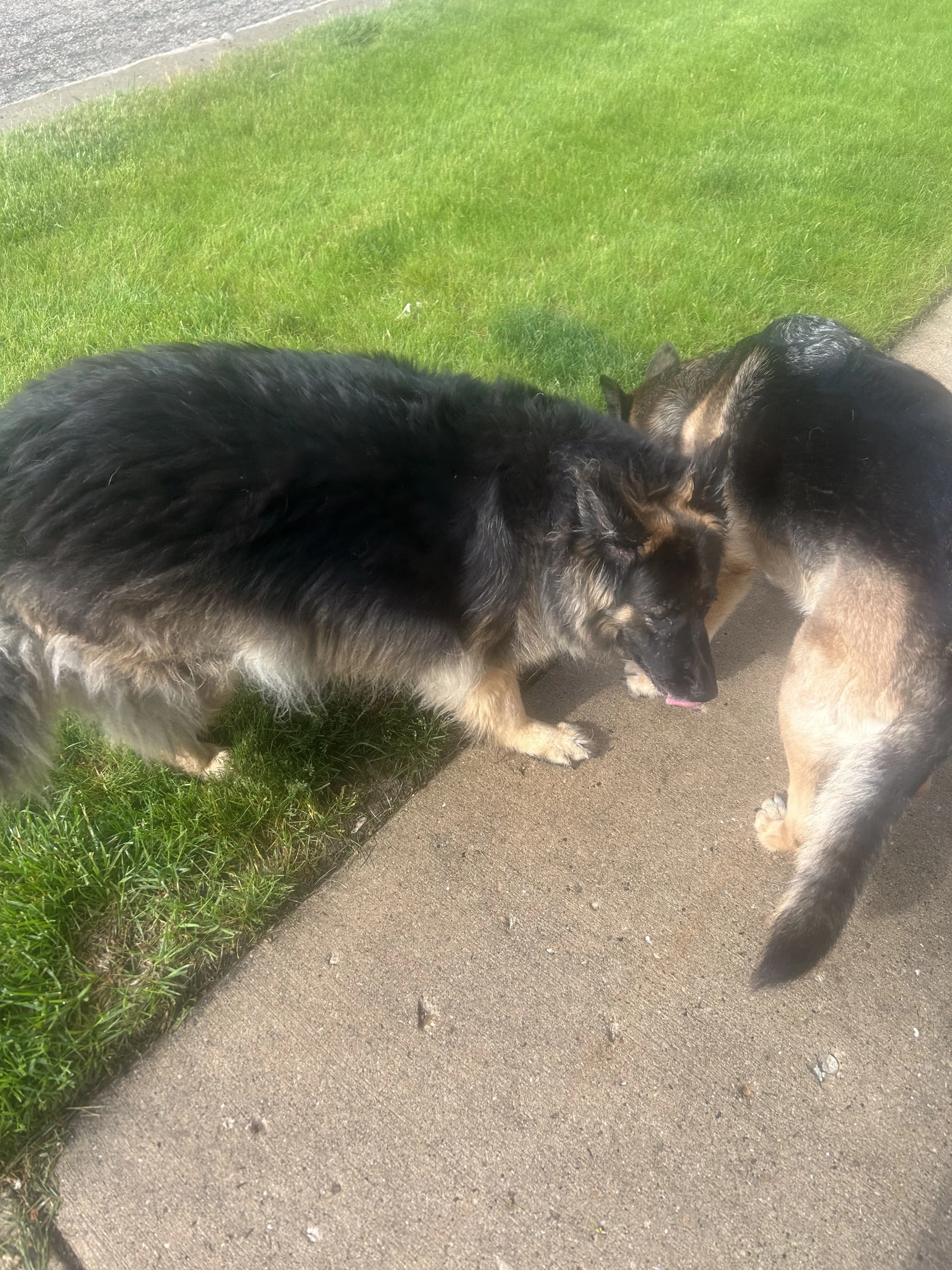 Lost pet-0