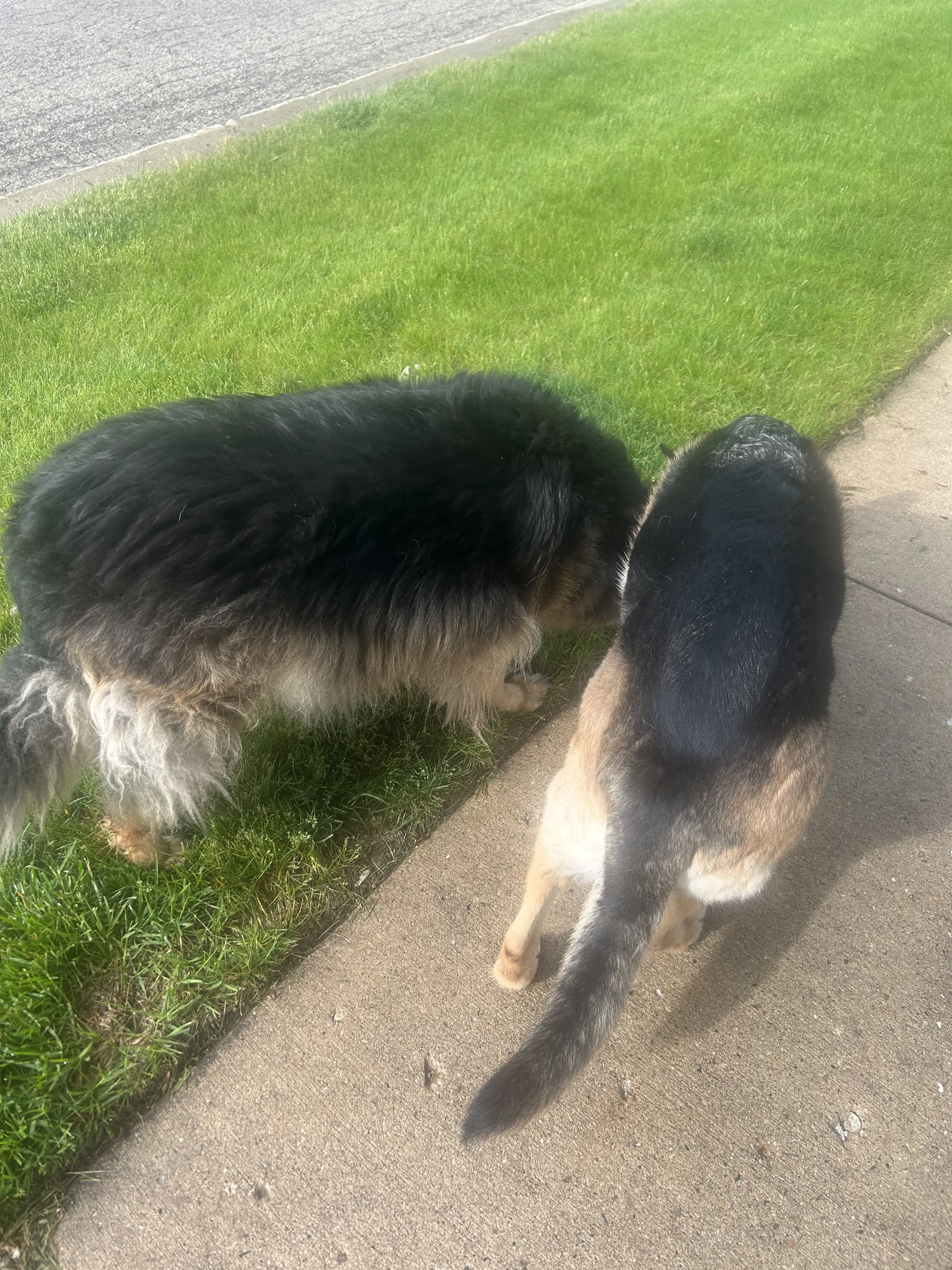 Lost pet-1