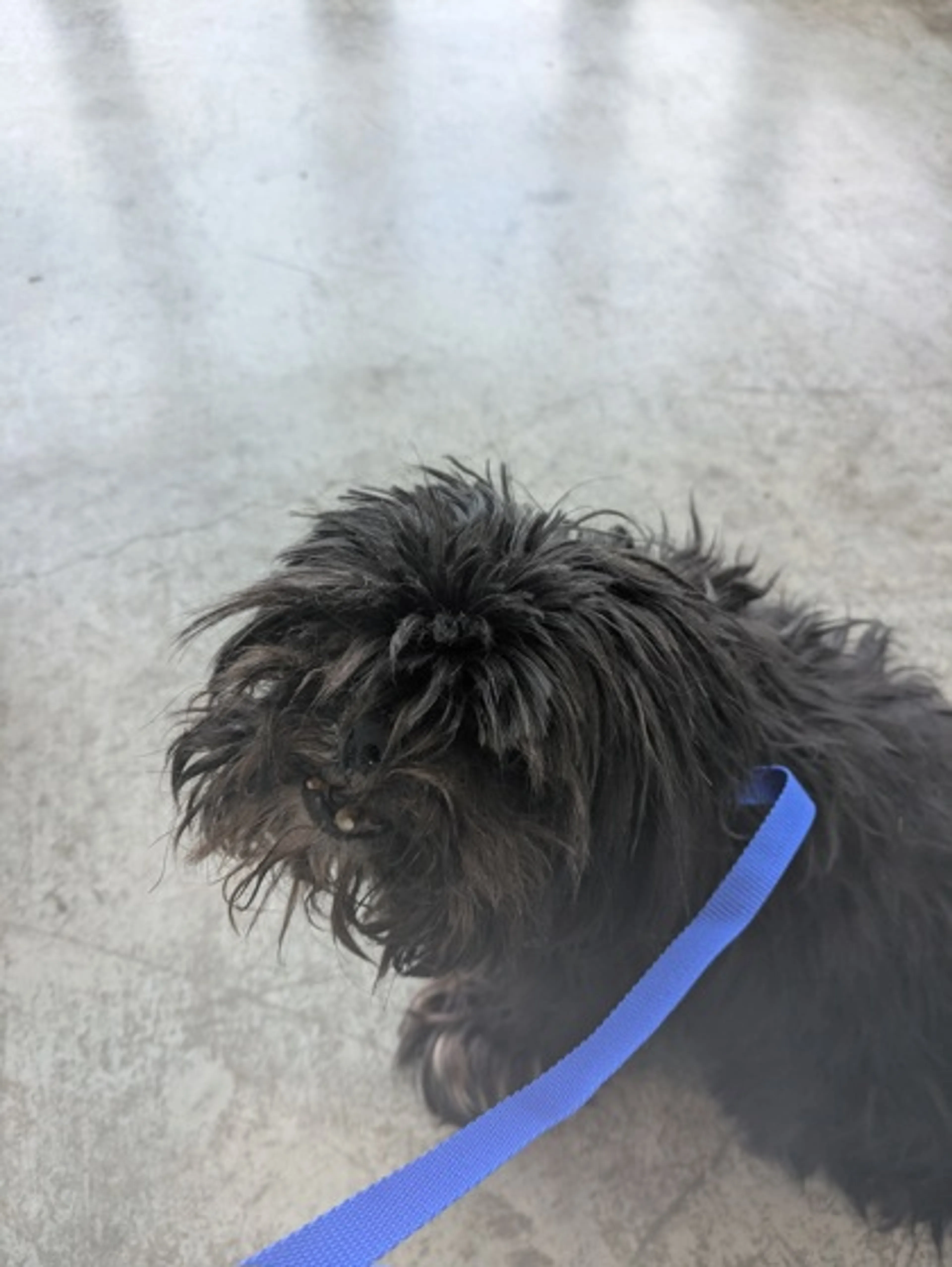 Found pet