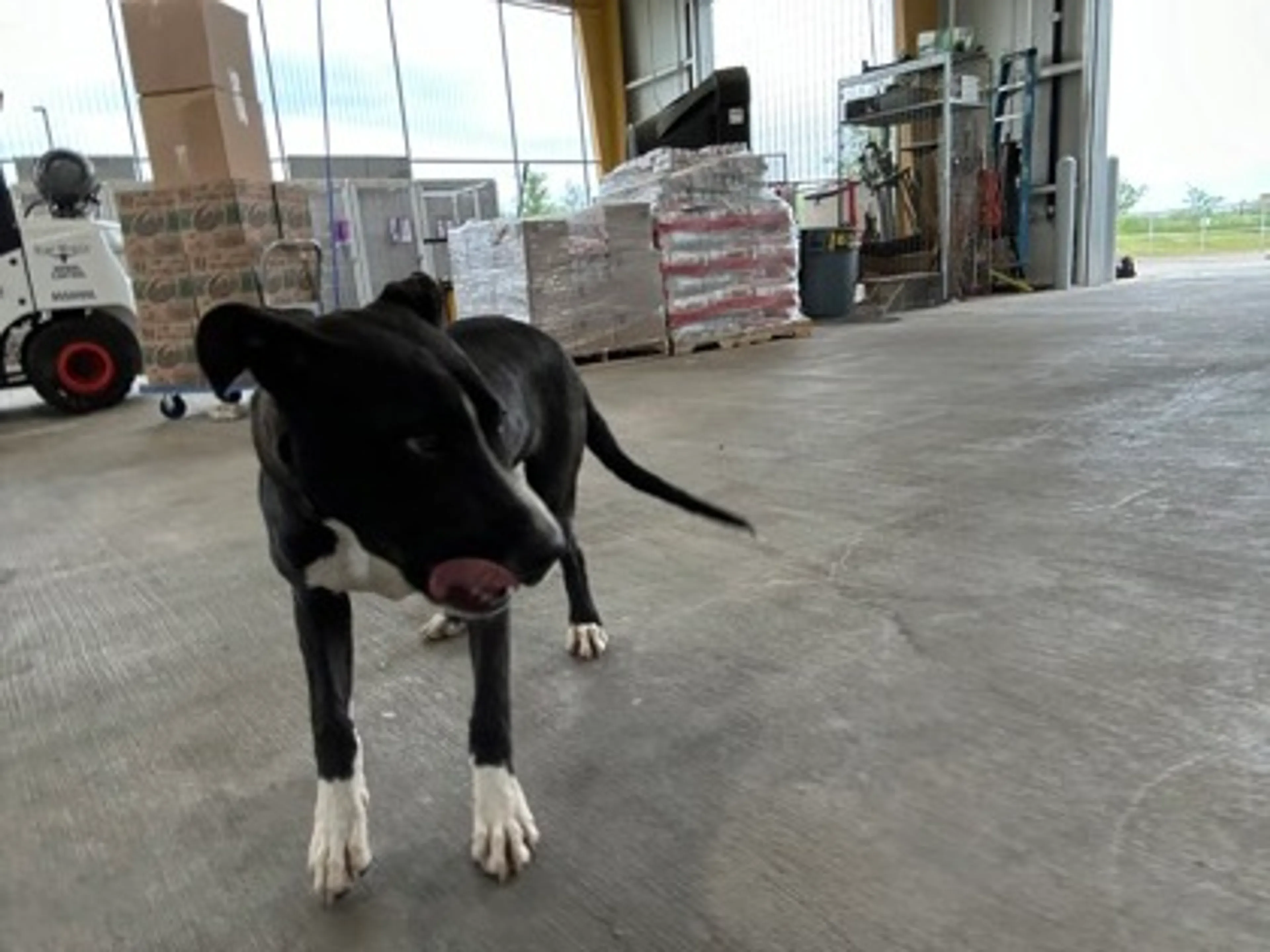 Found pet-2