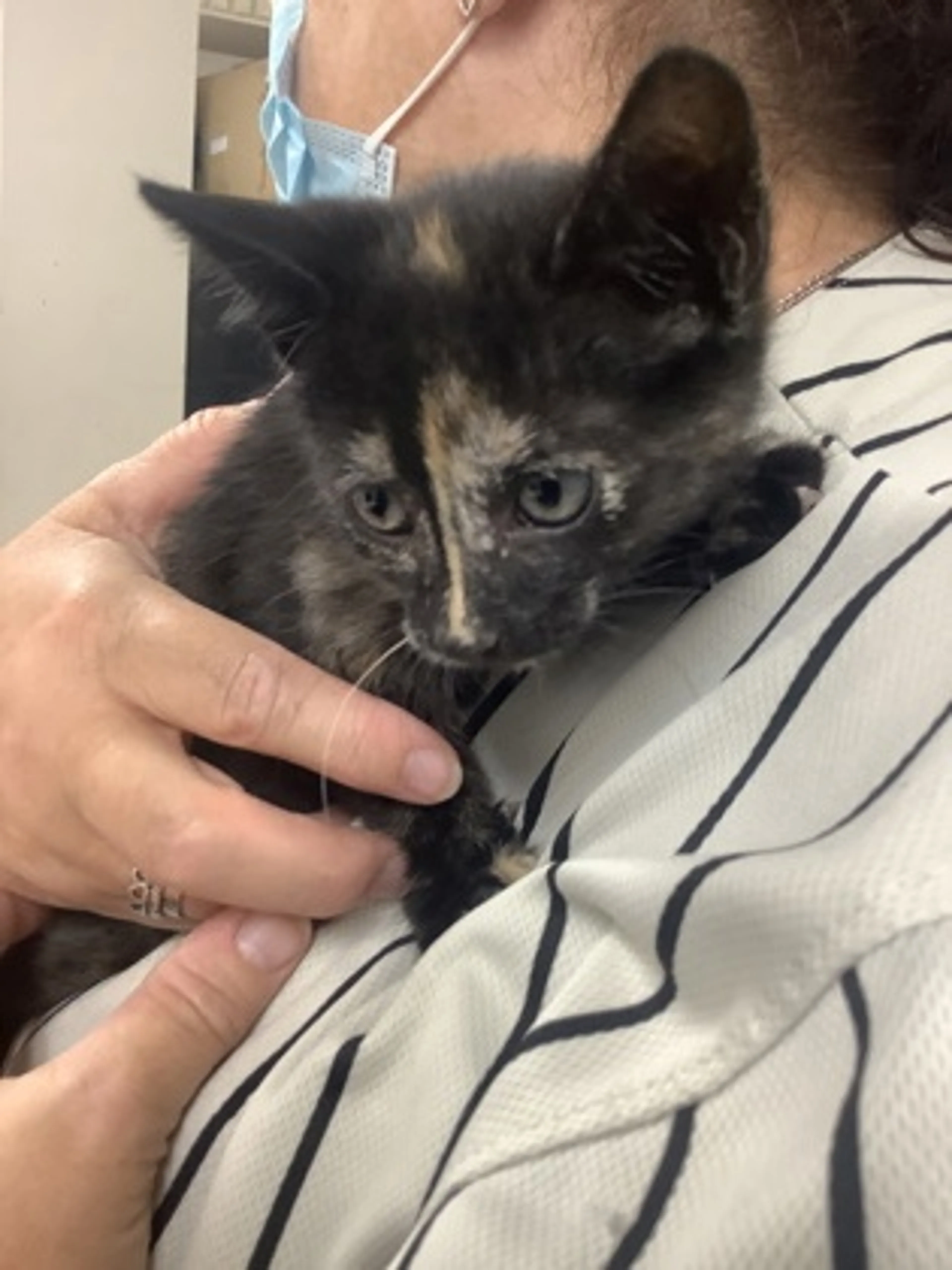 Found pet