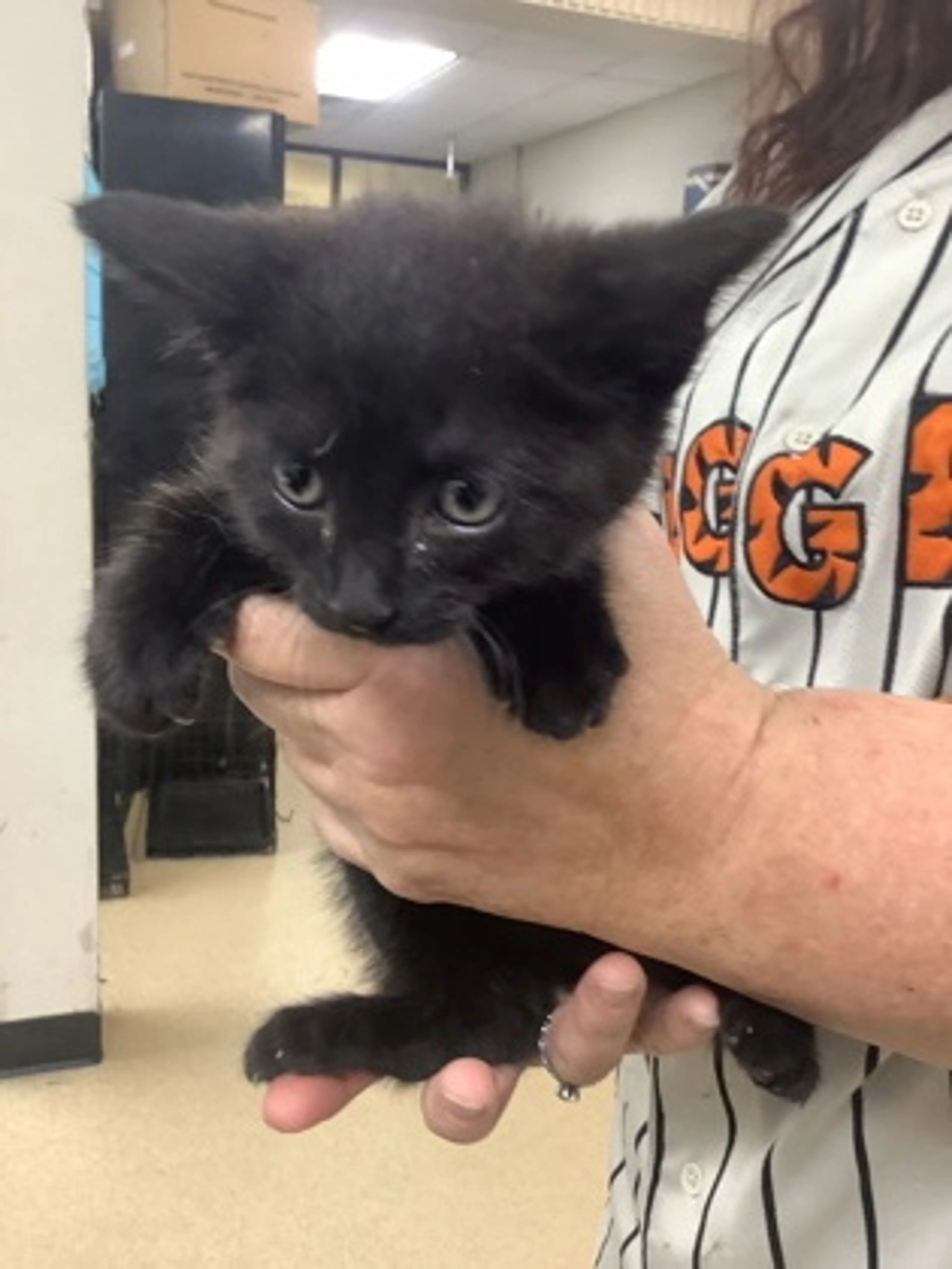 Found pet