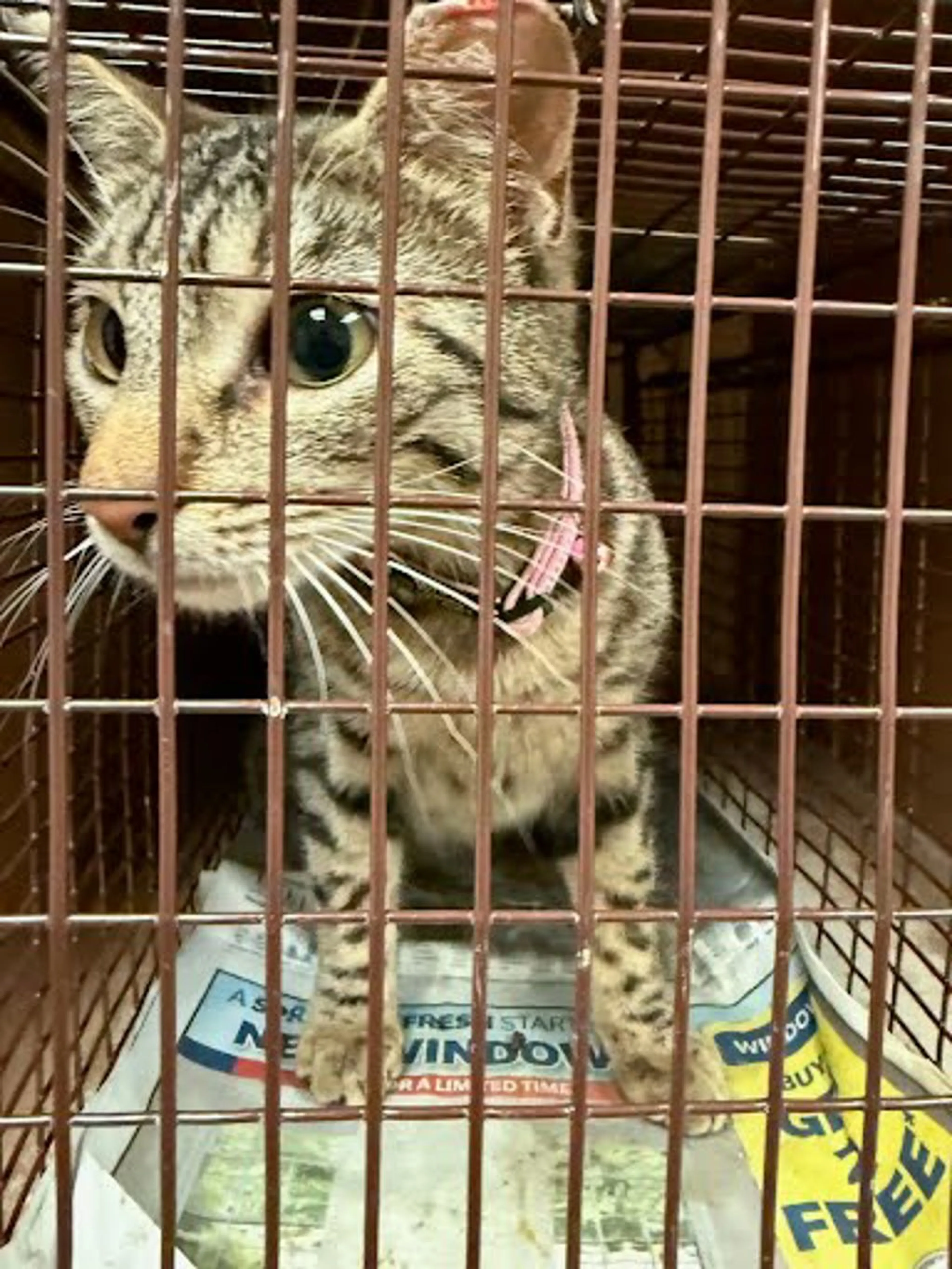 Found pet