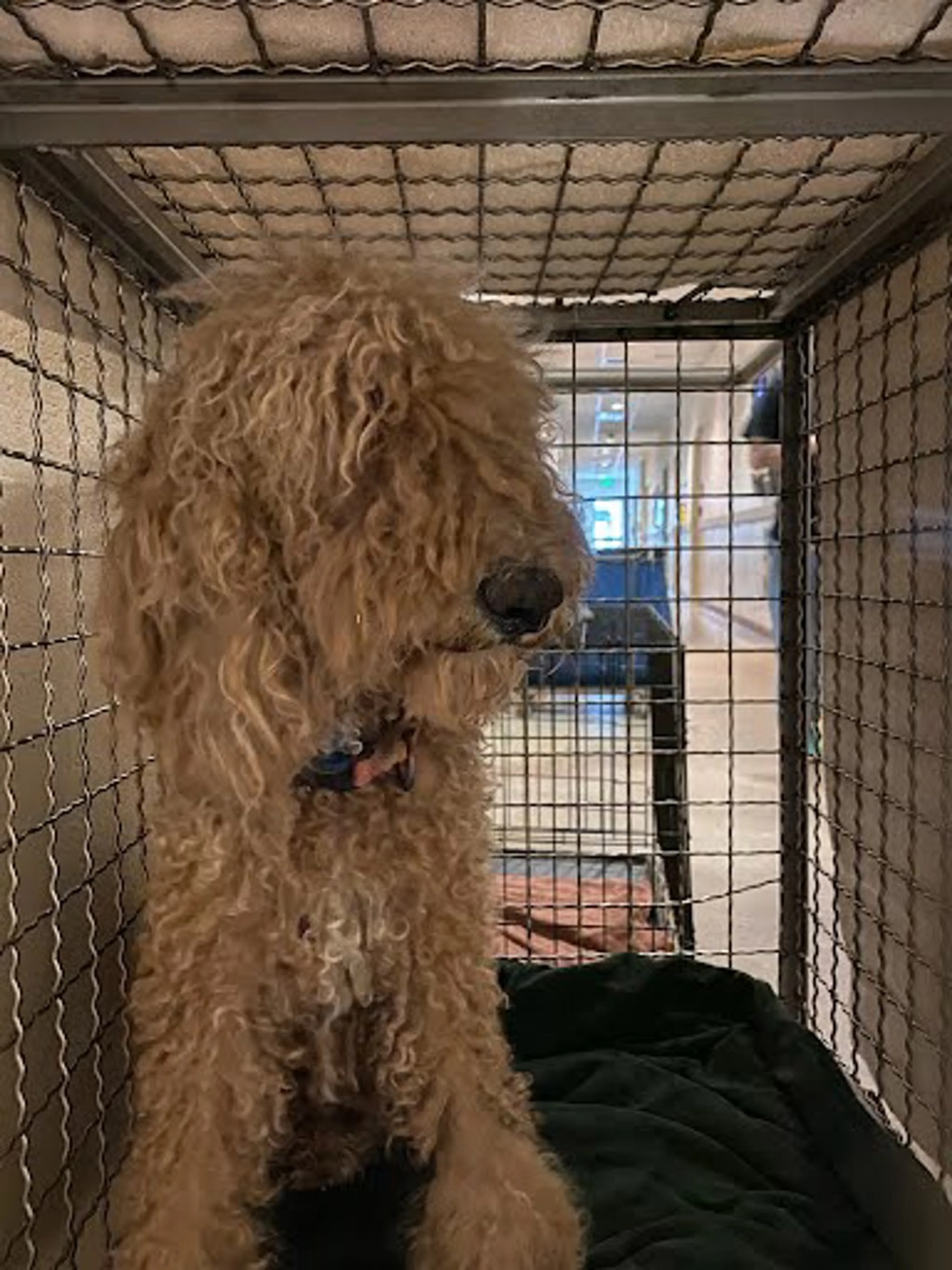 Found pet