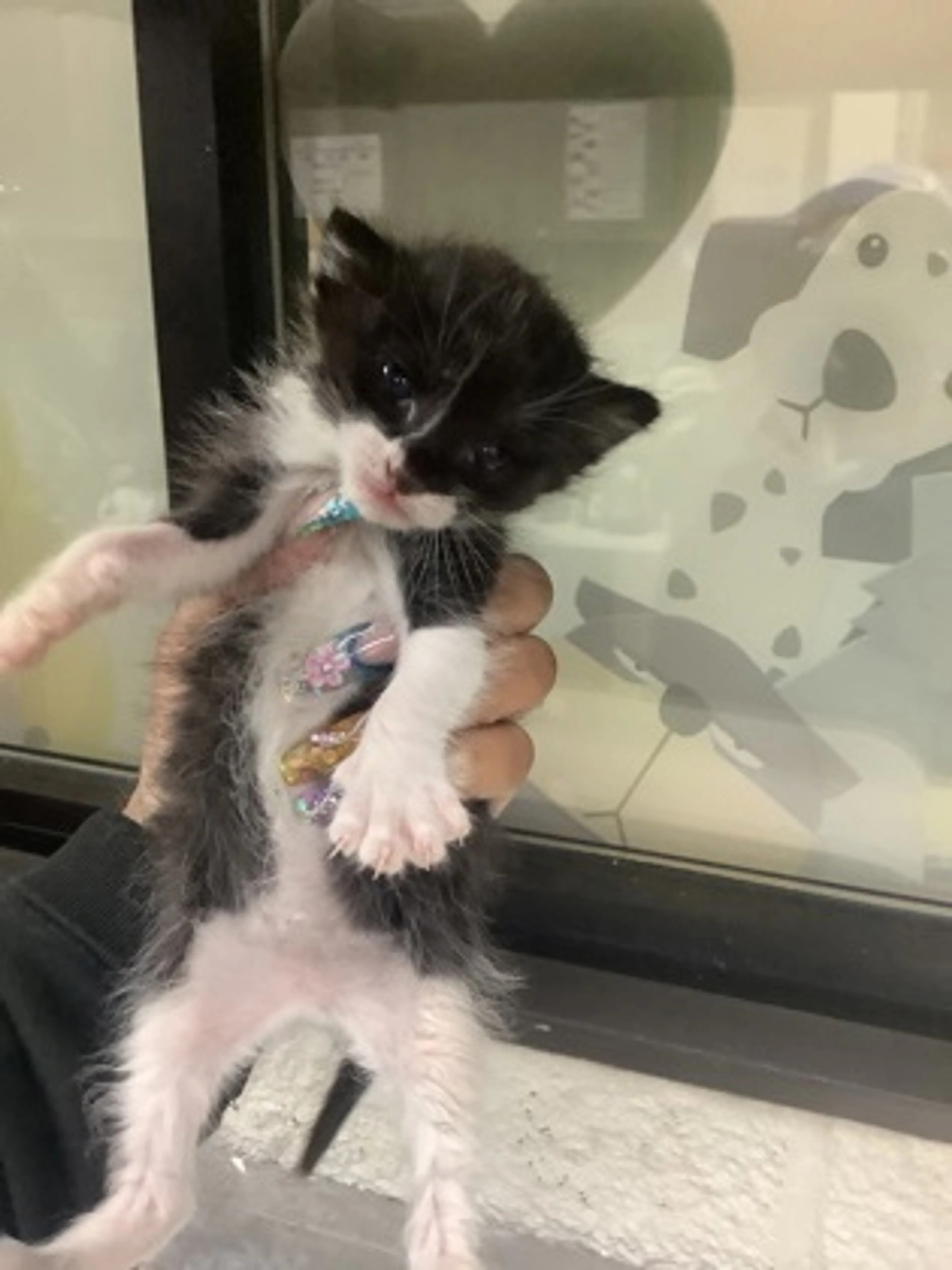 Found pet