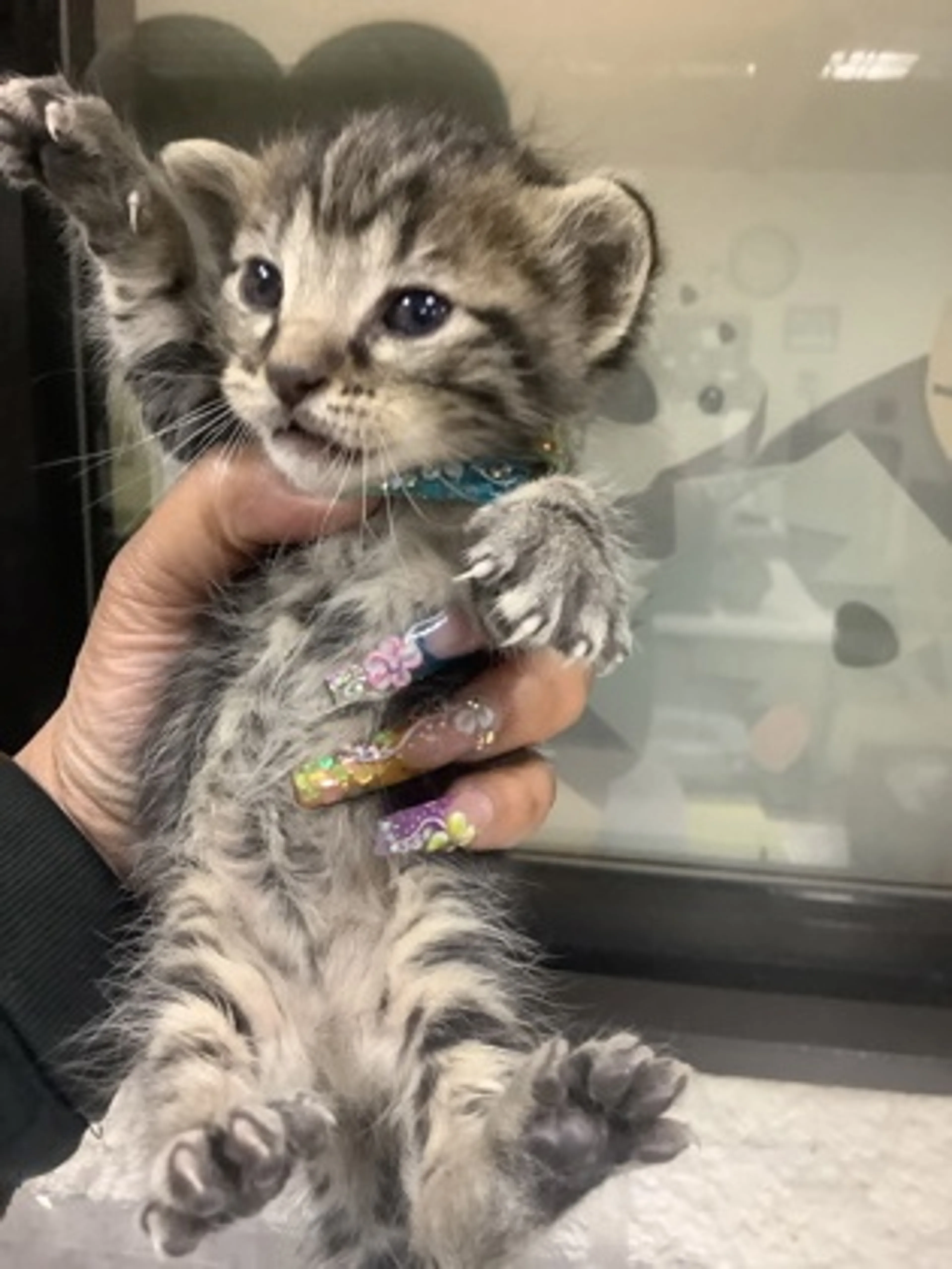 Found pet