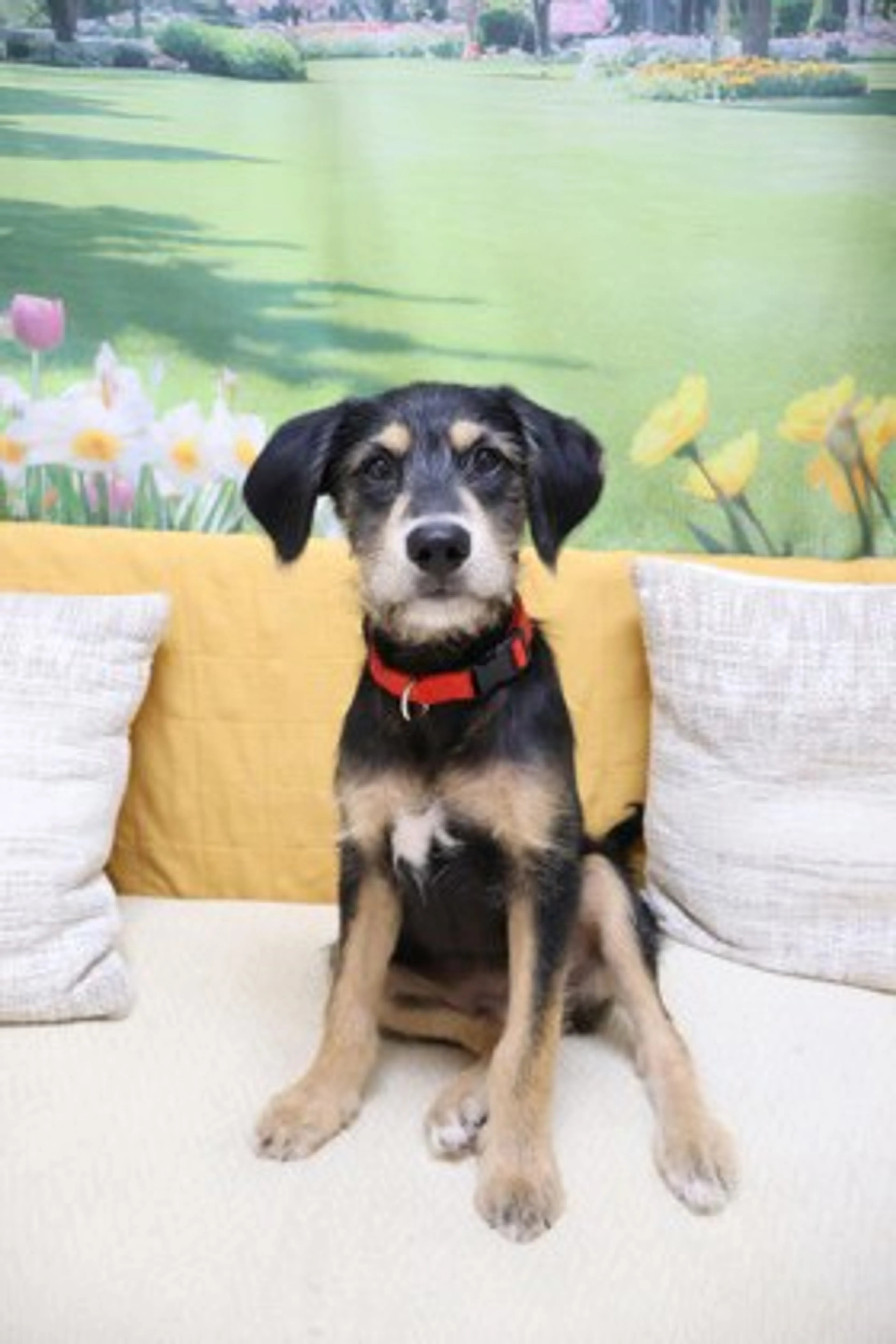 cdn image
