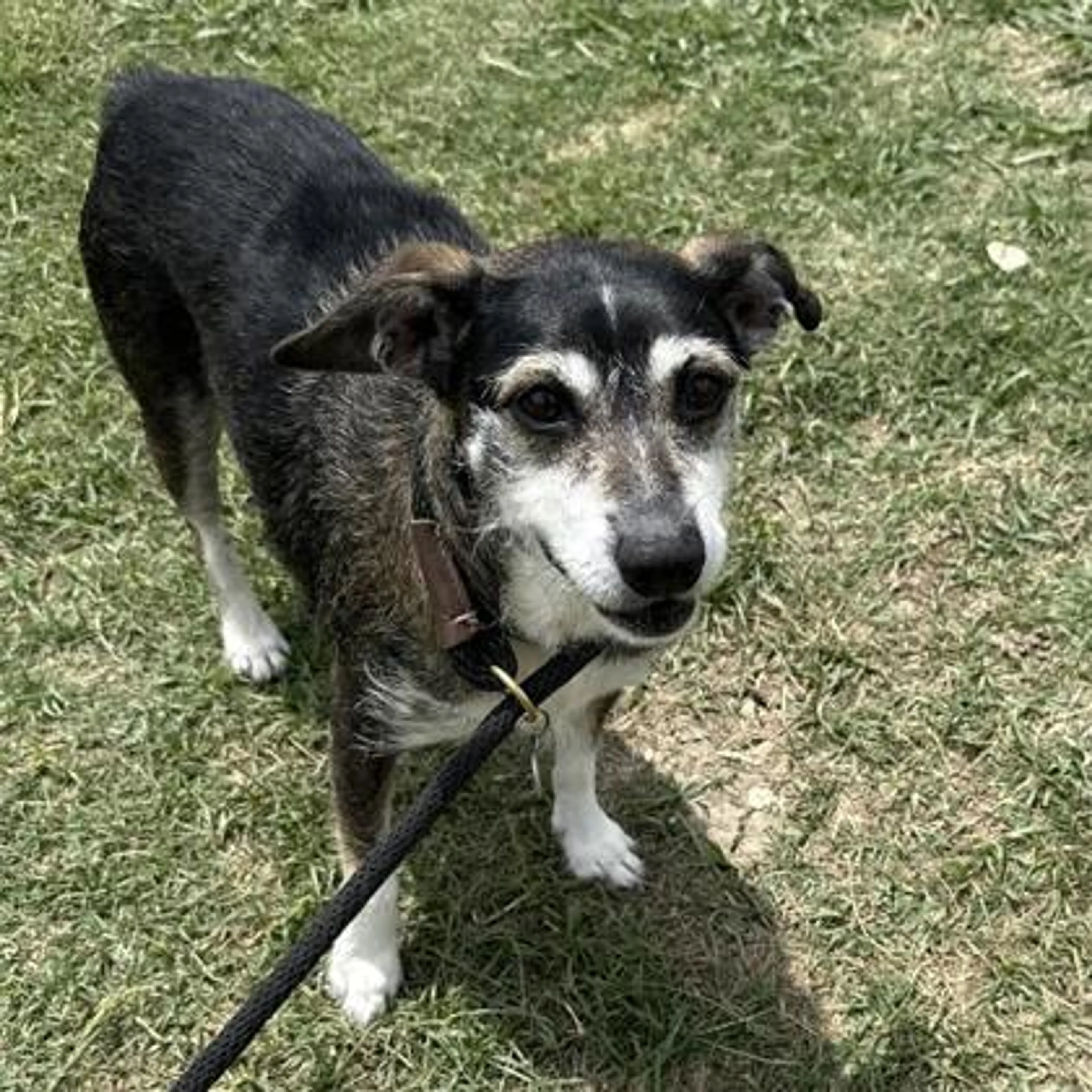 Found pet-2