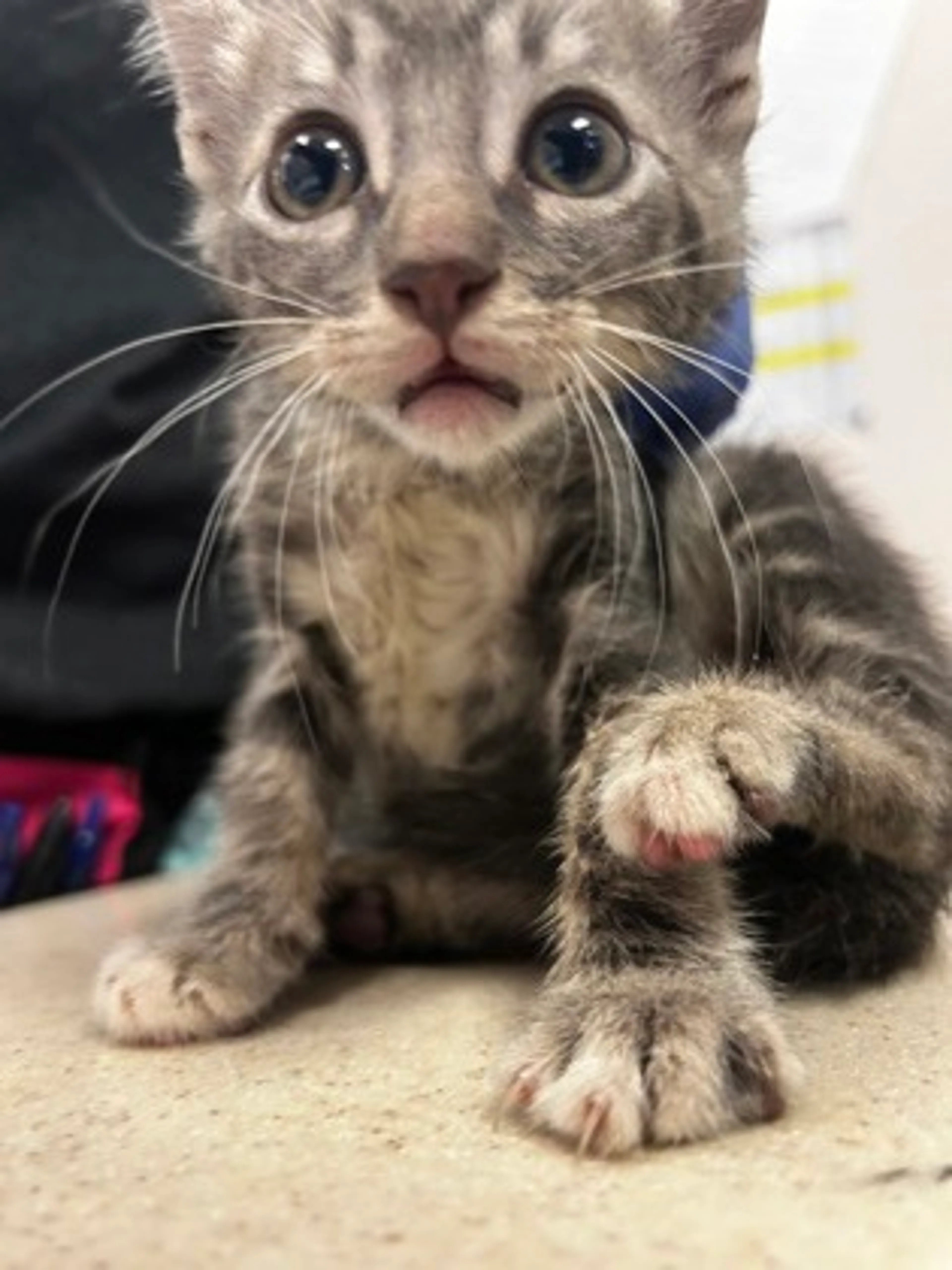 Found pet-1