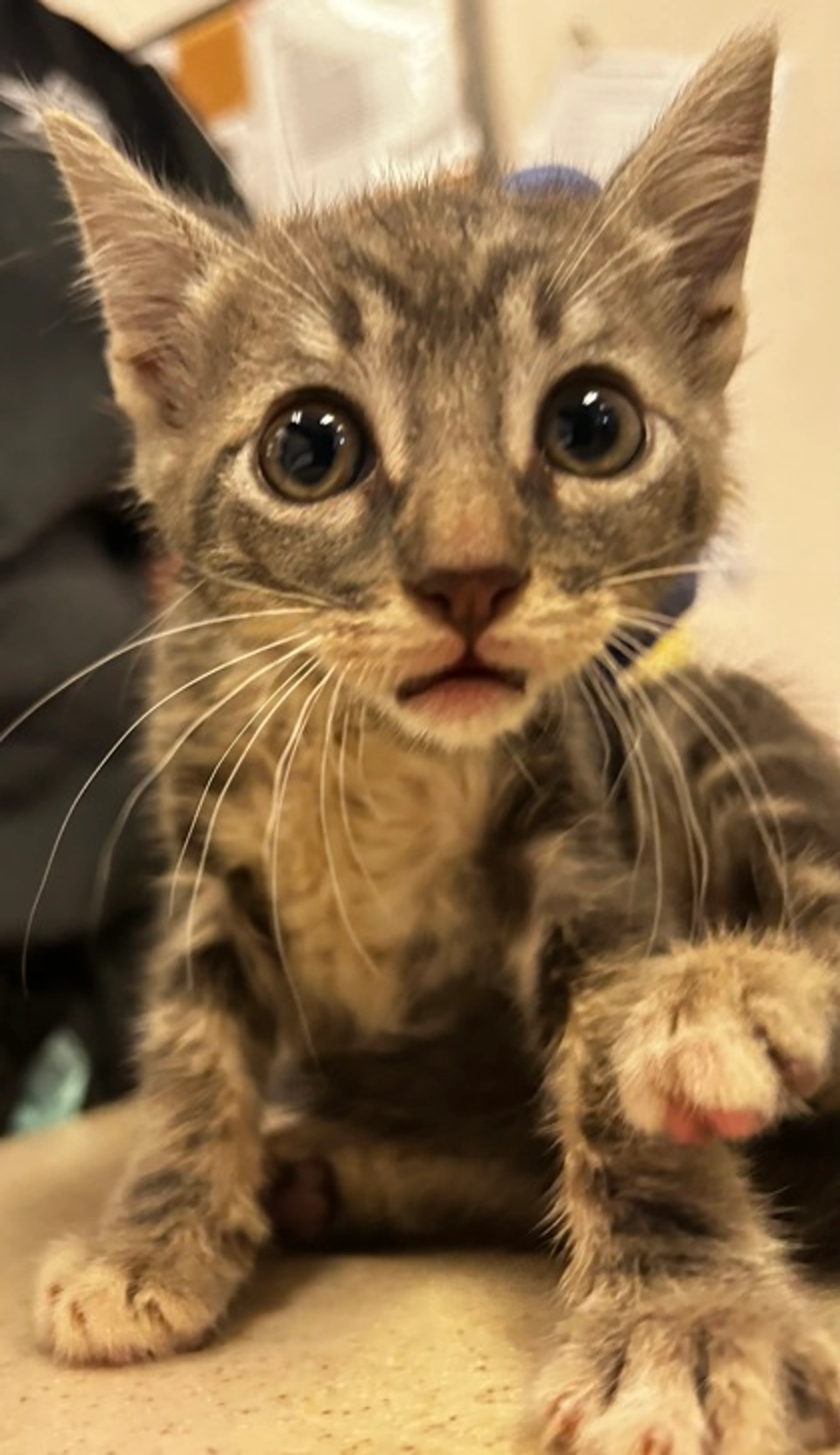 Found pet-0