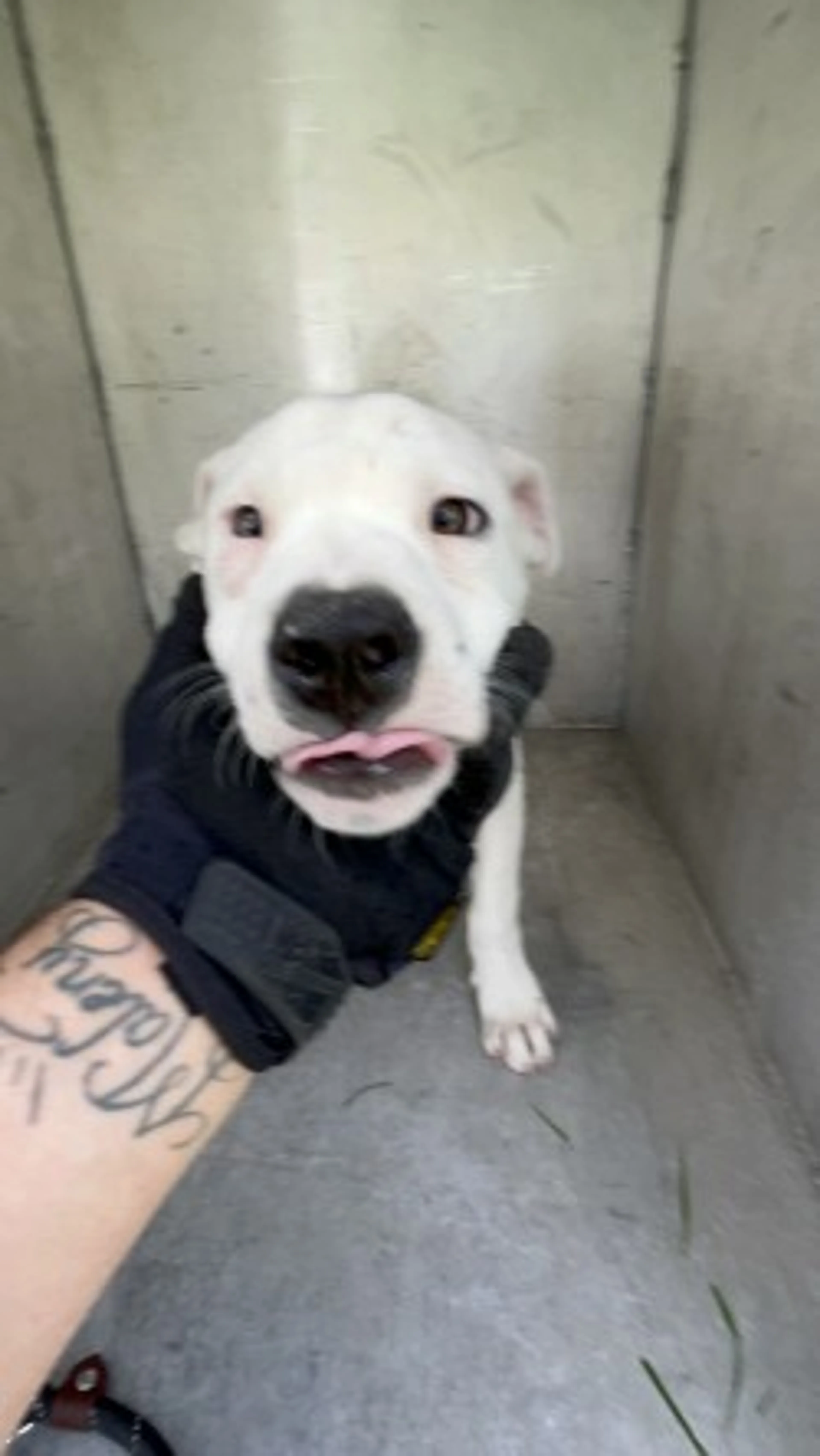 Found pet