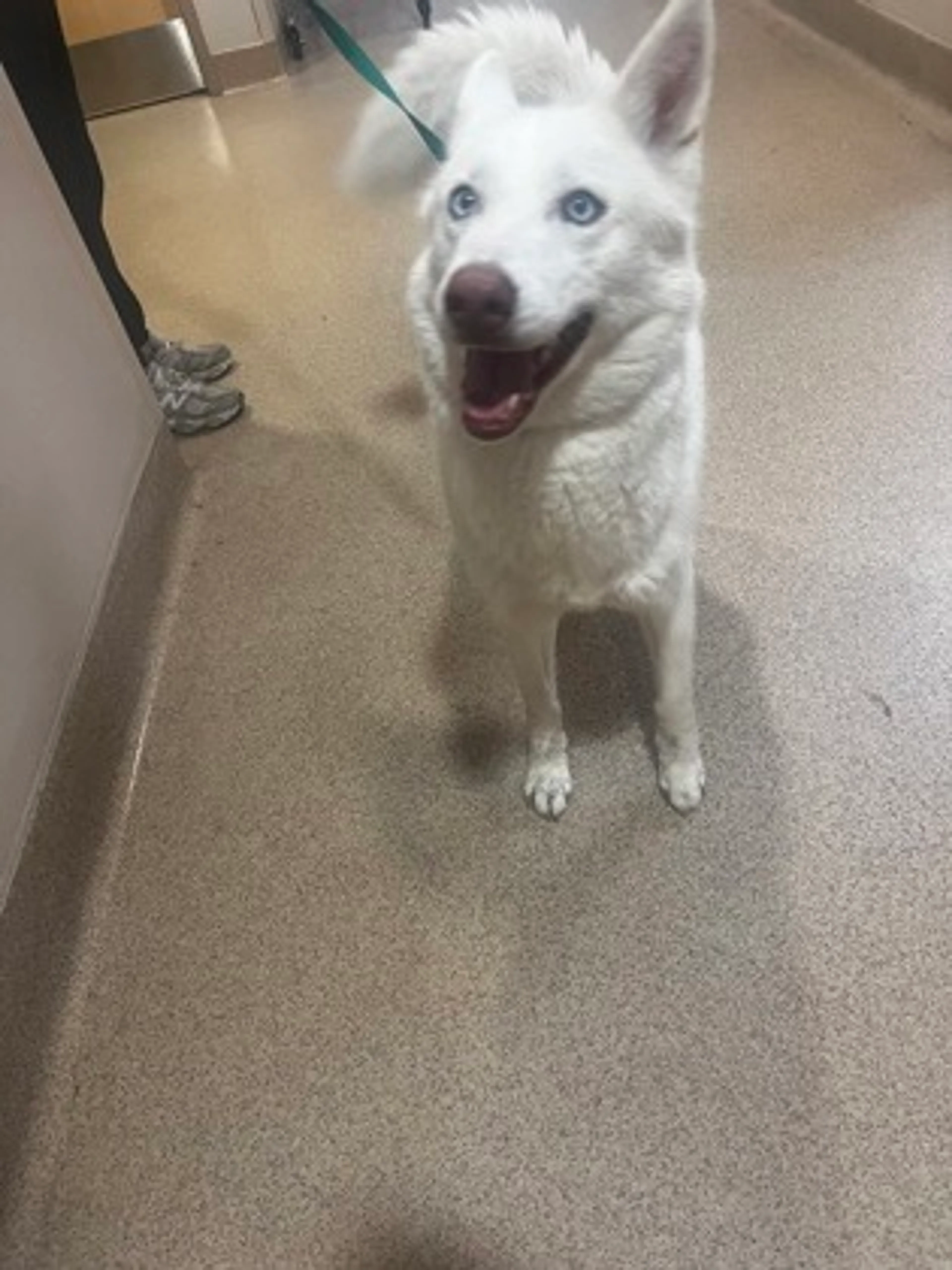 Found pet
