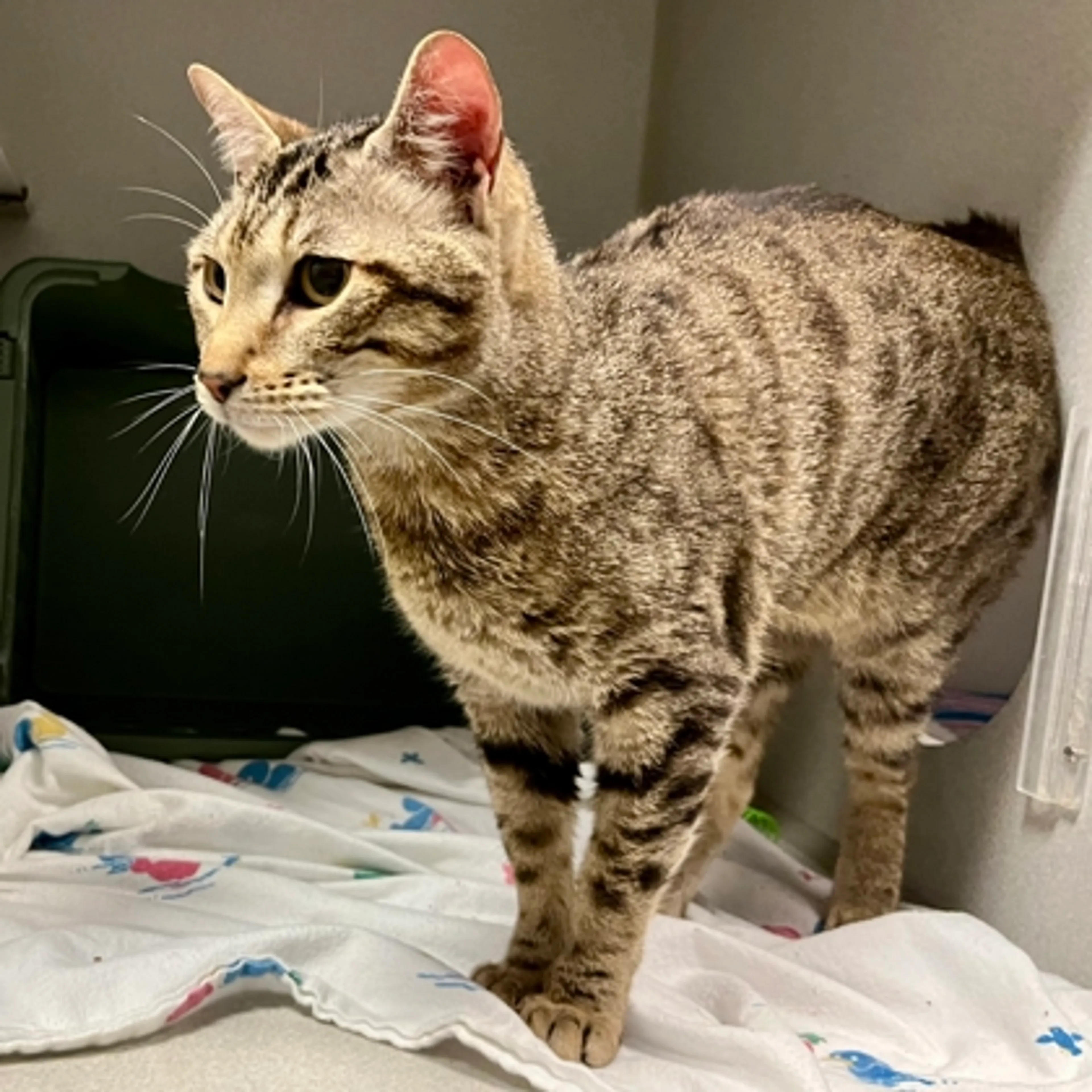 Found pet-2