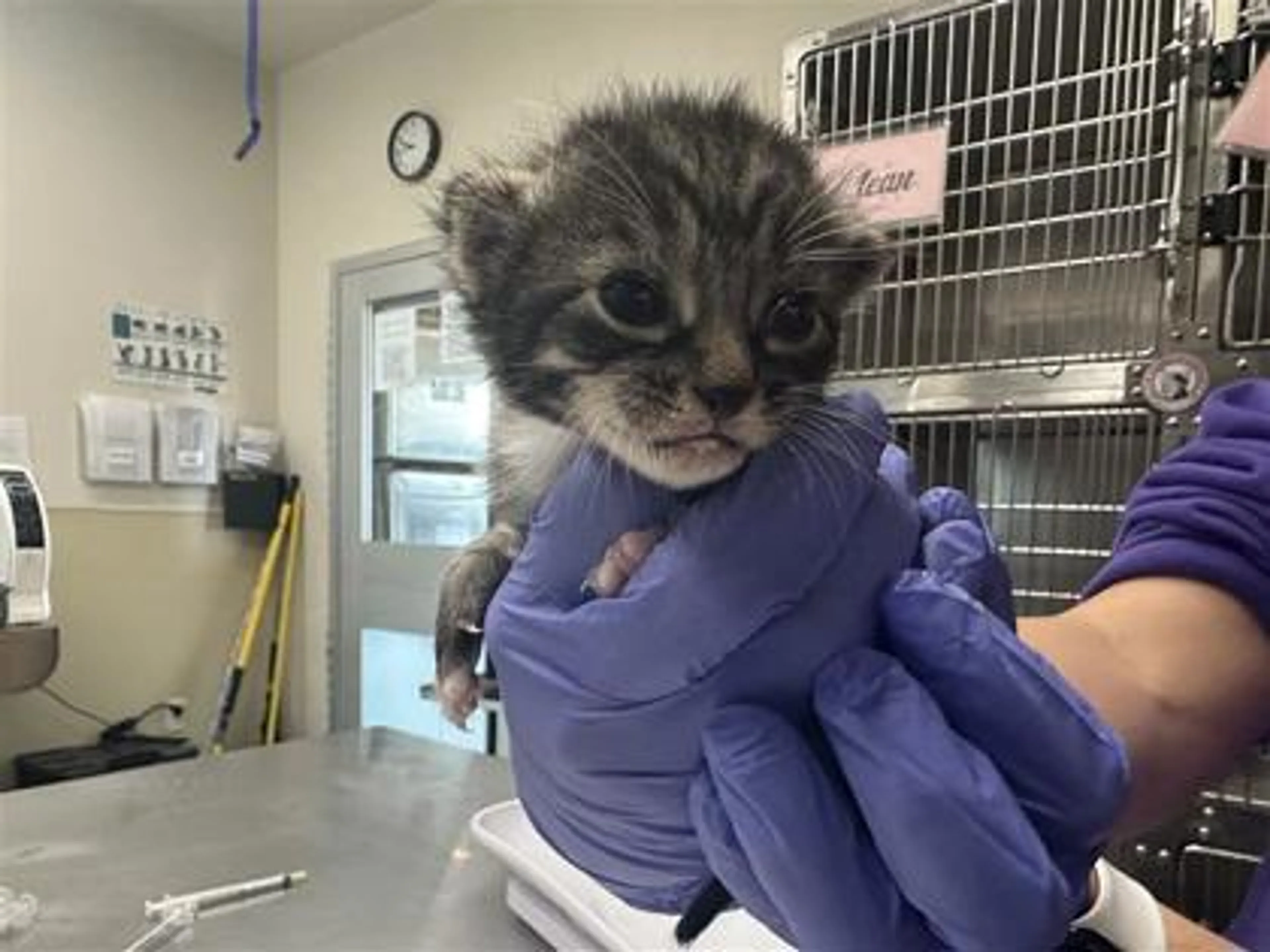 Found pet