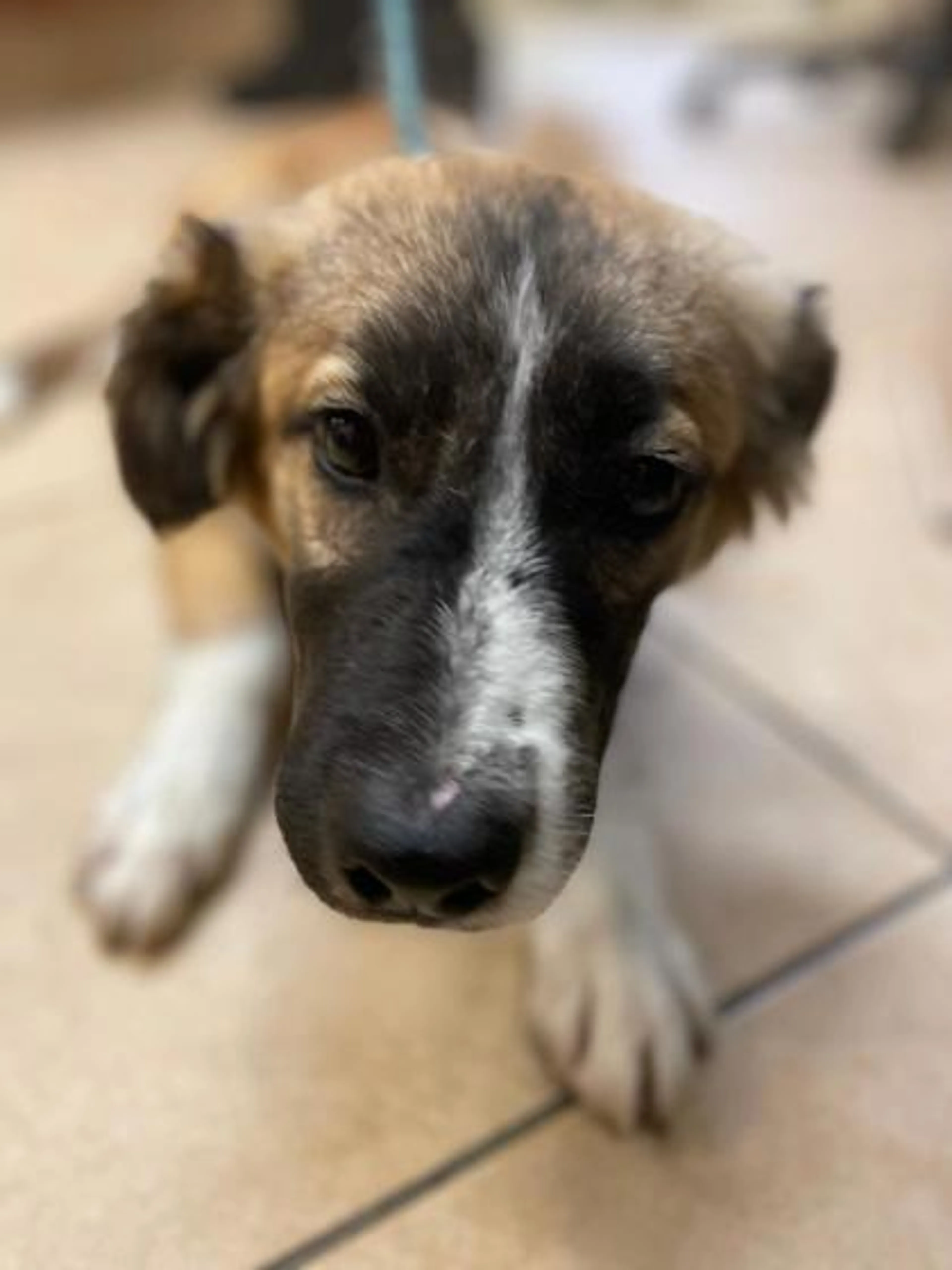 Found pet