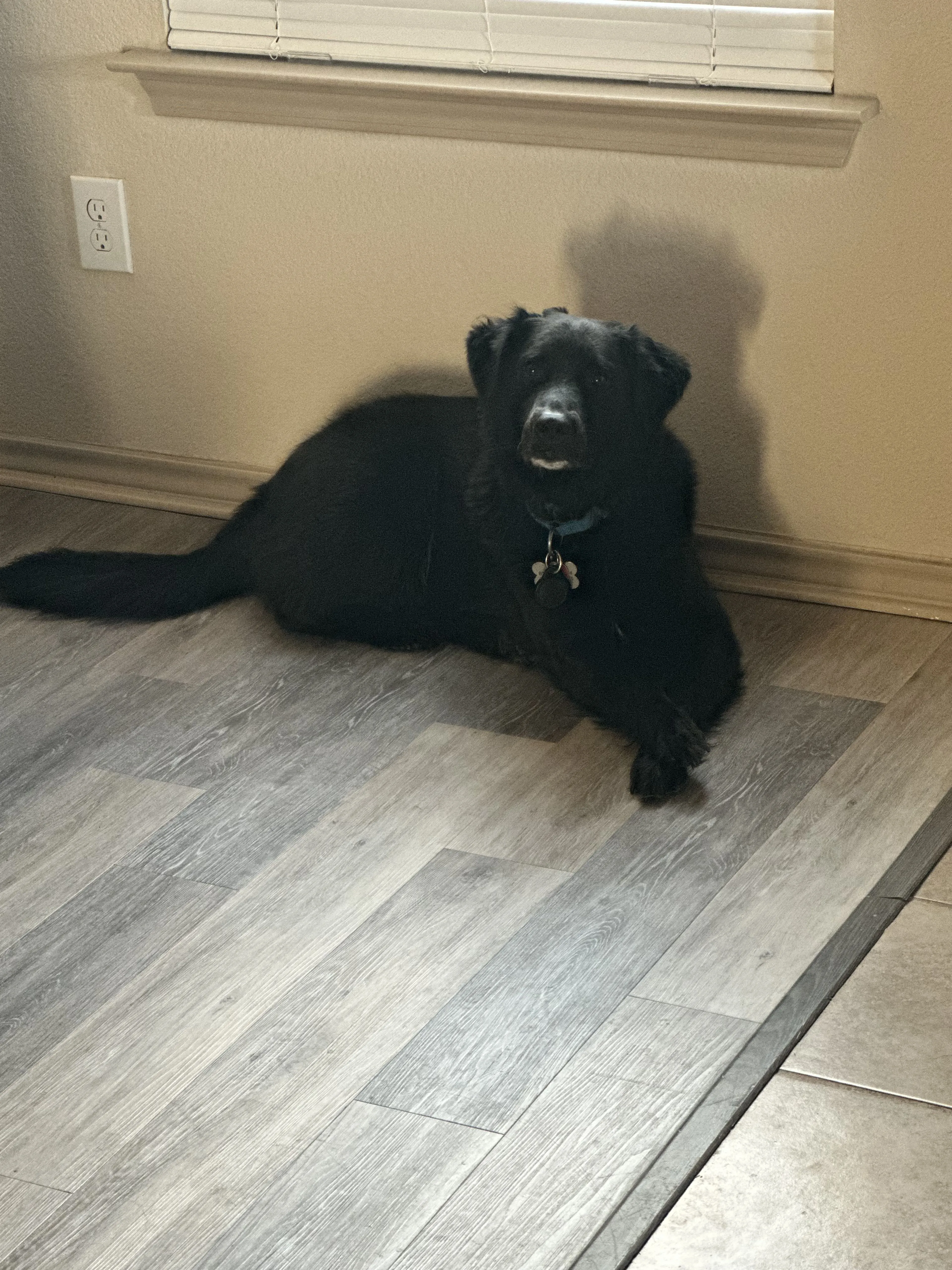 Lost pet-1