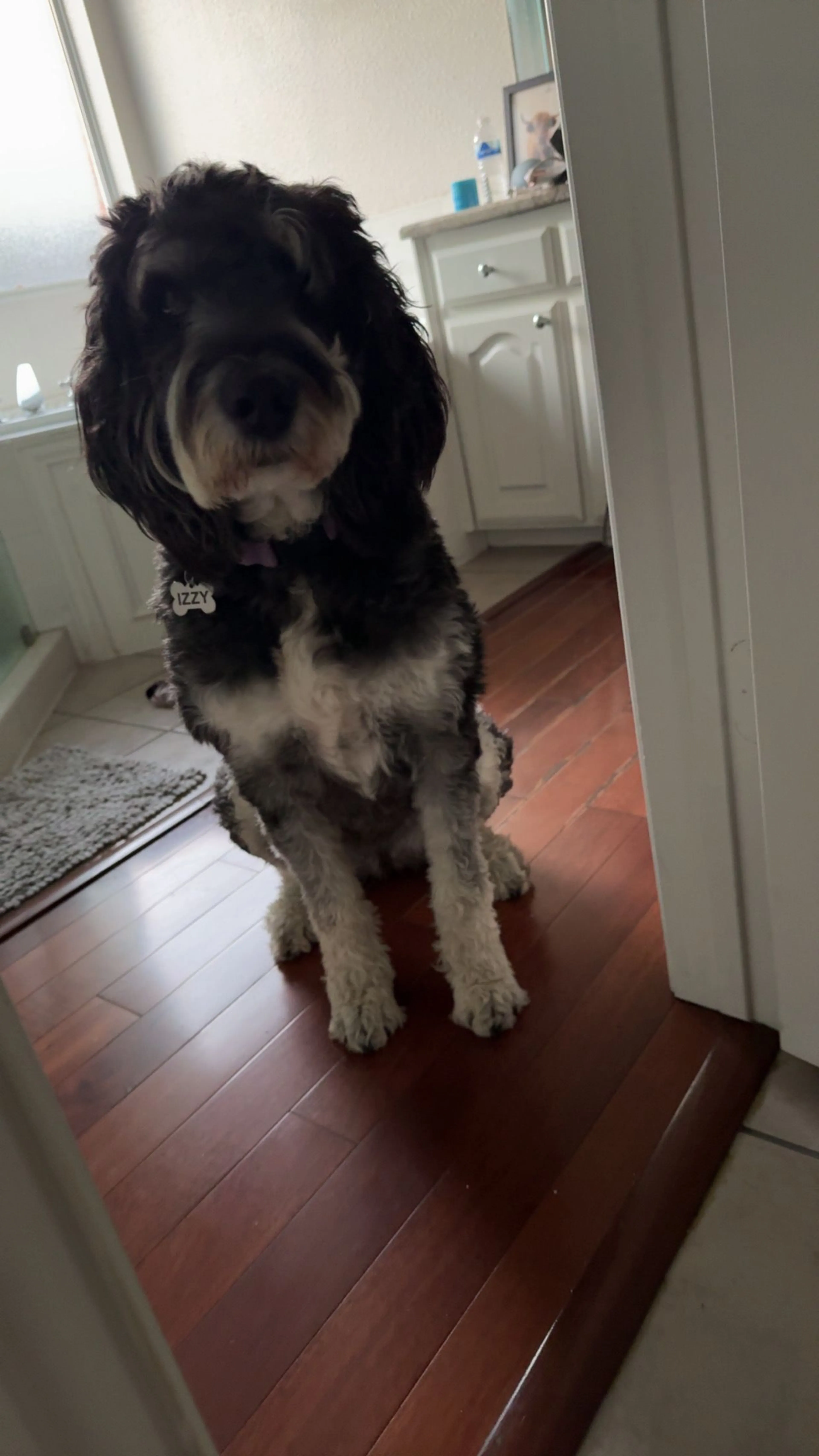 Lost pet-0