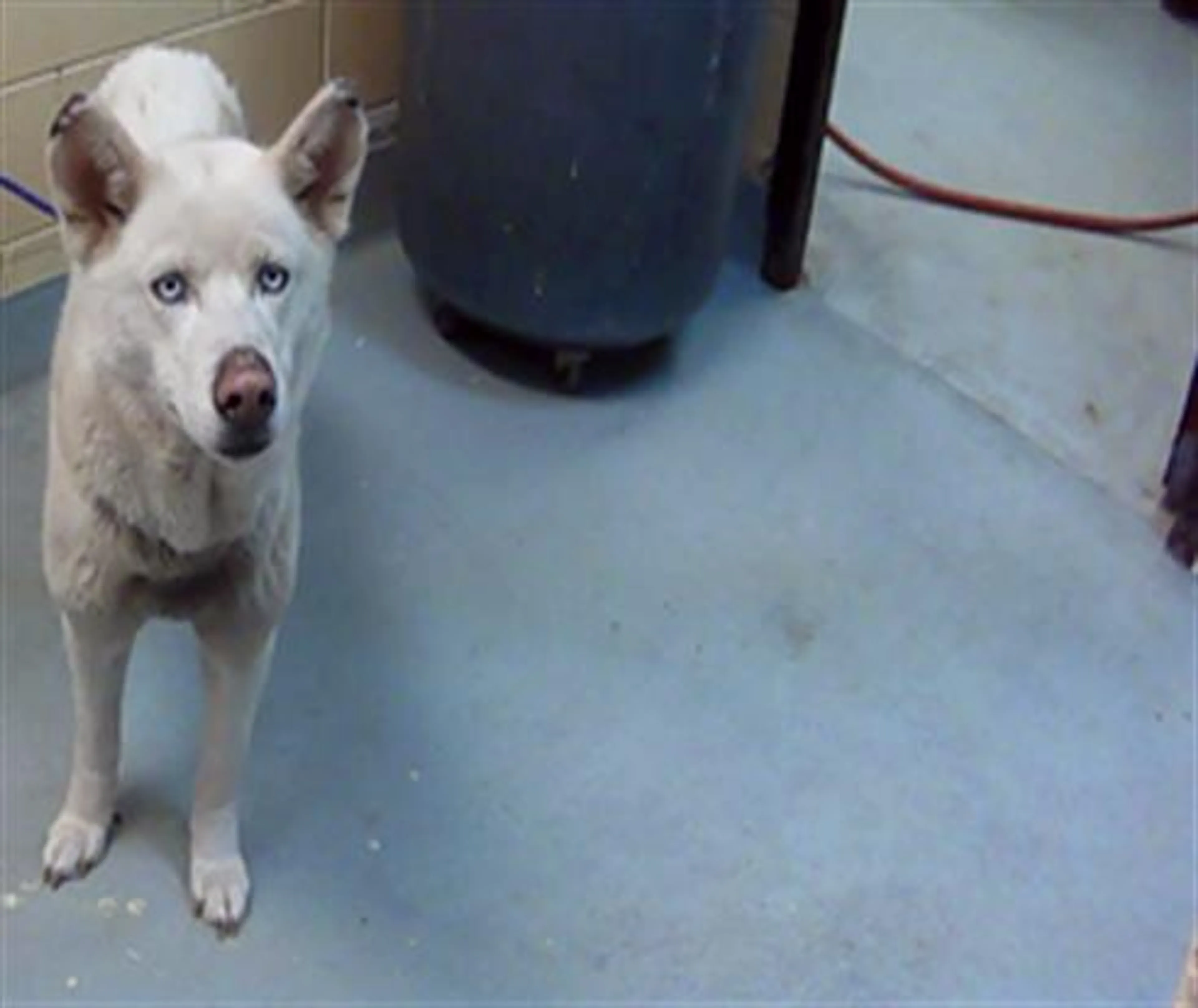 Found pet