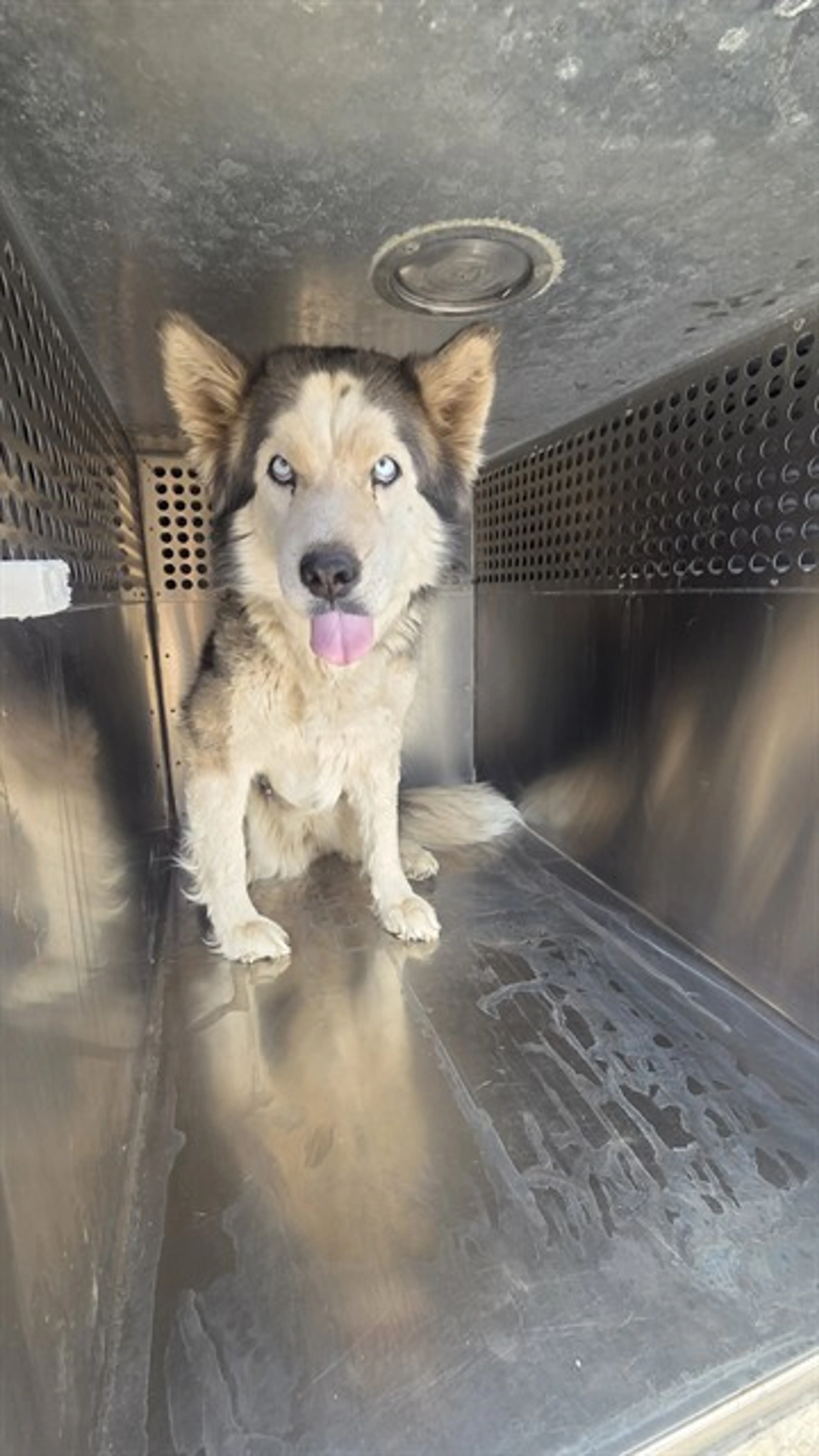 Found pet