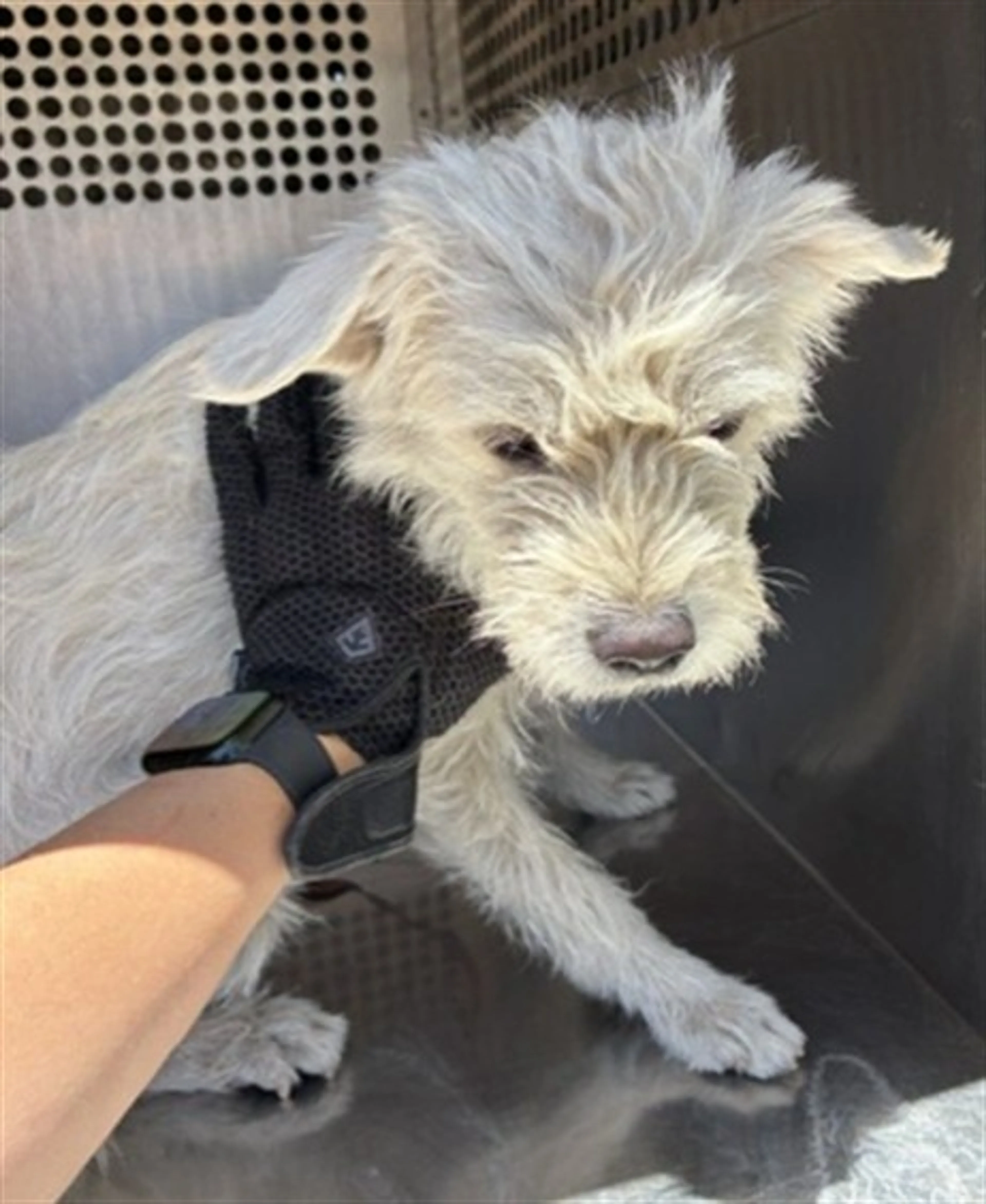 Found pet