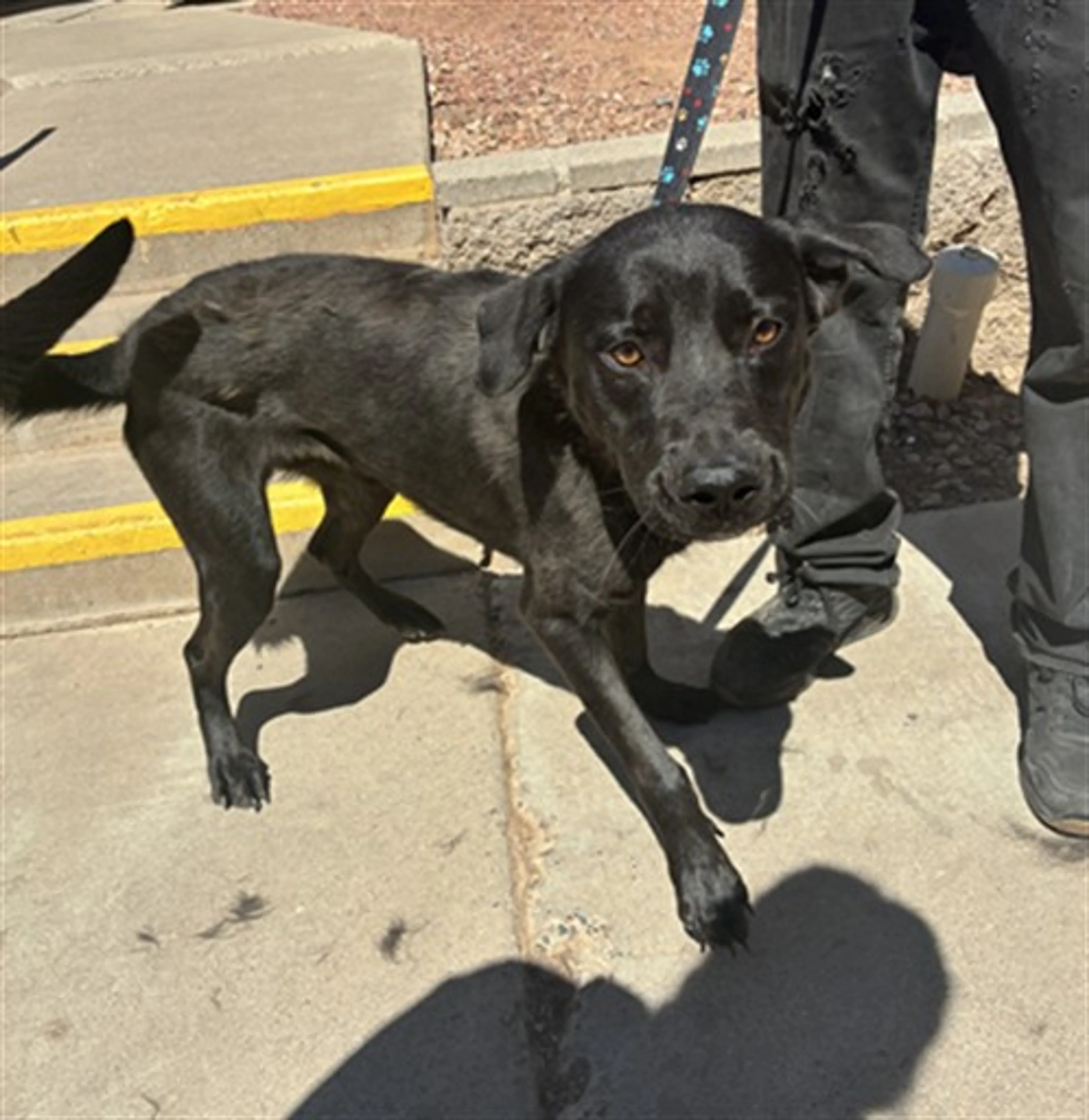 Found pet