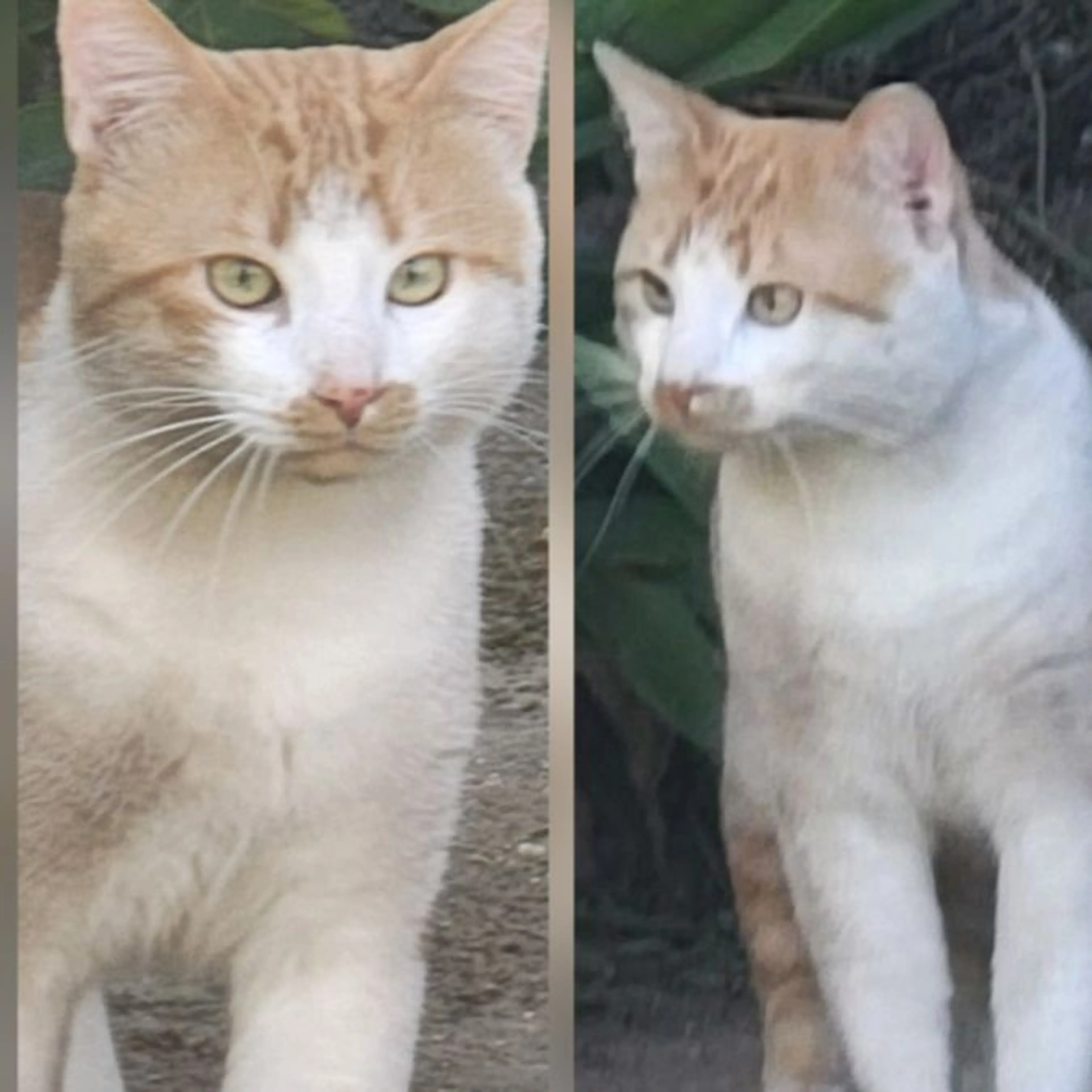 Lost pet