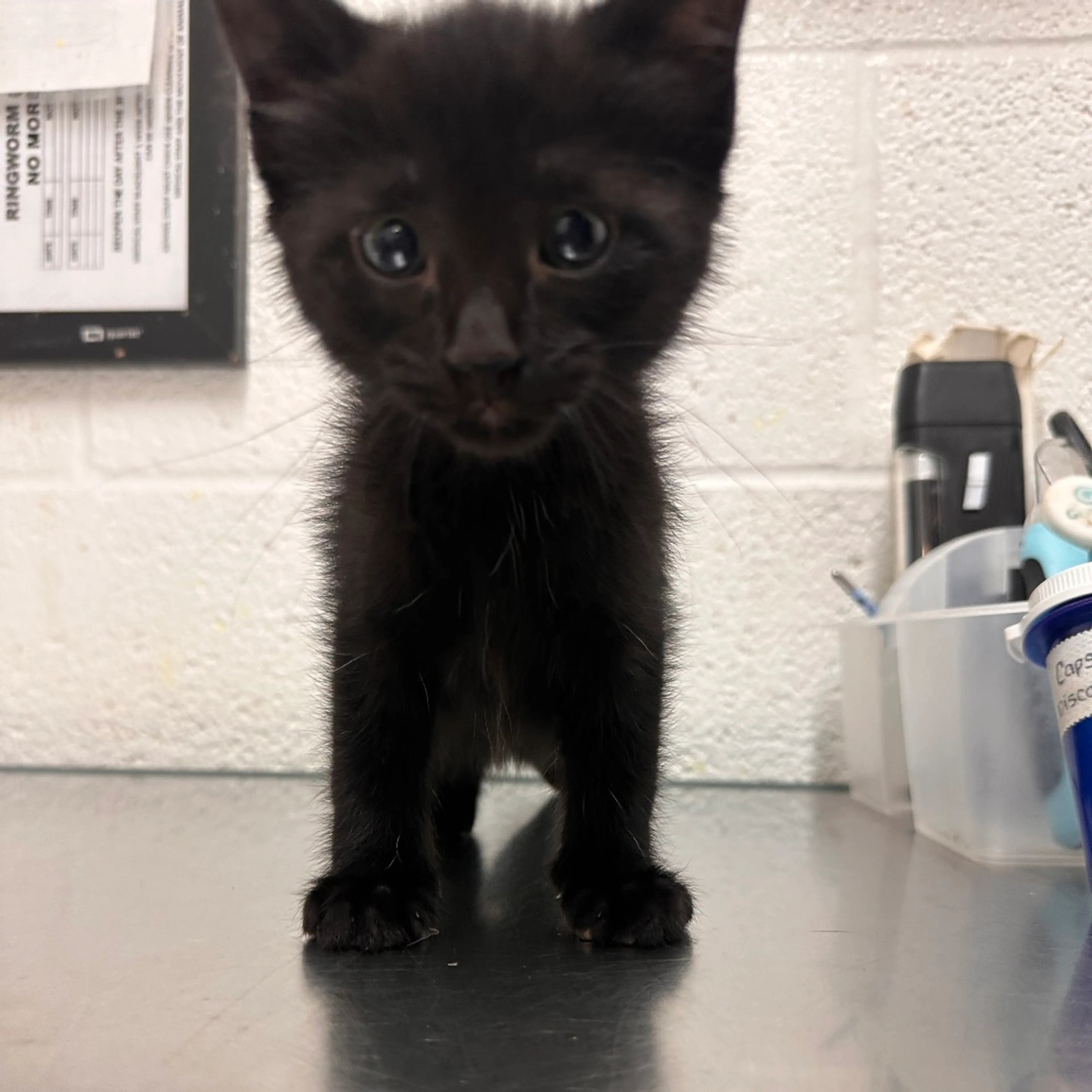 Found pet-1