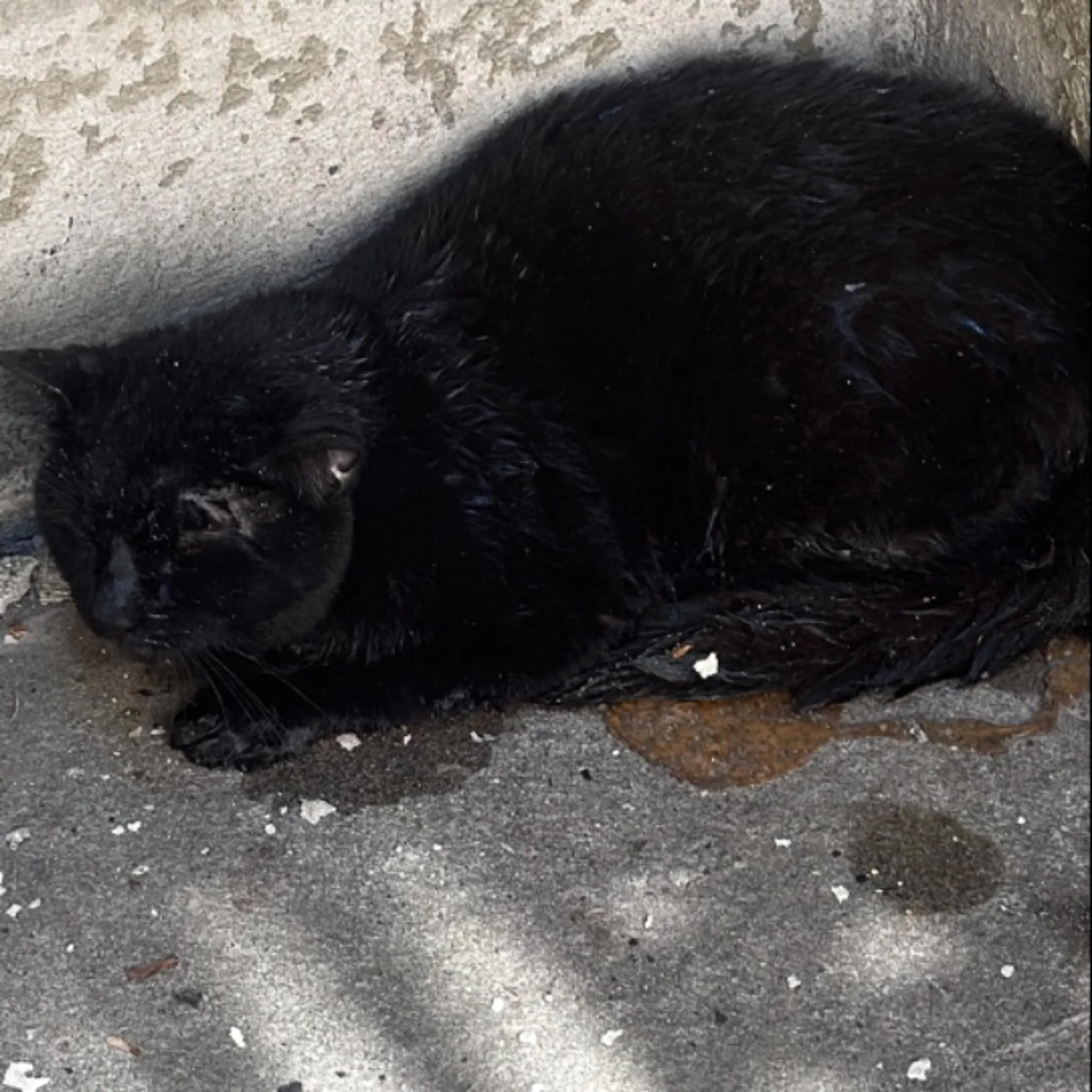 Found pet-0
