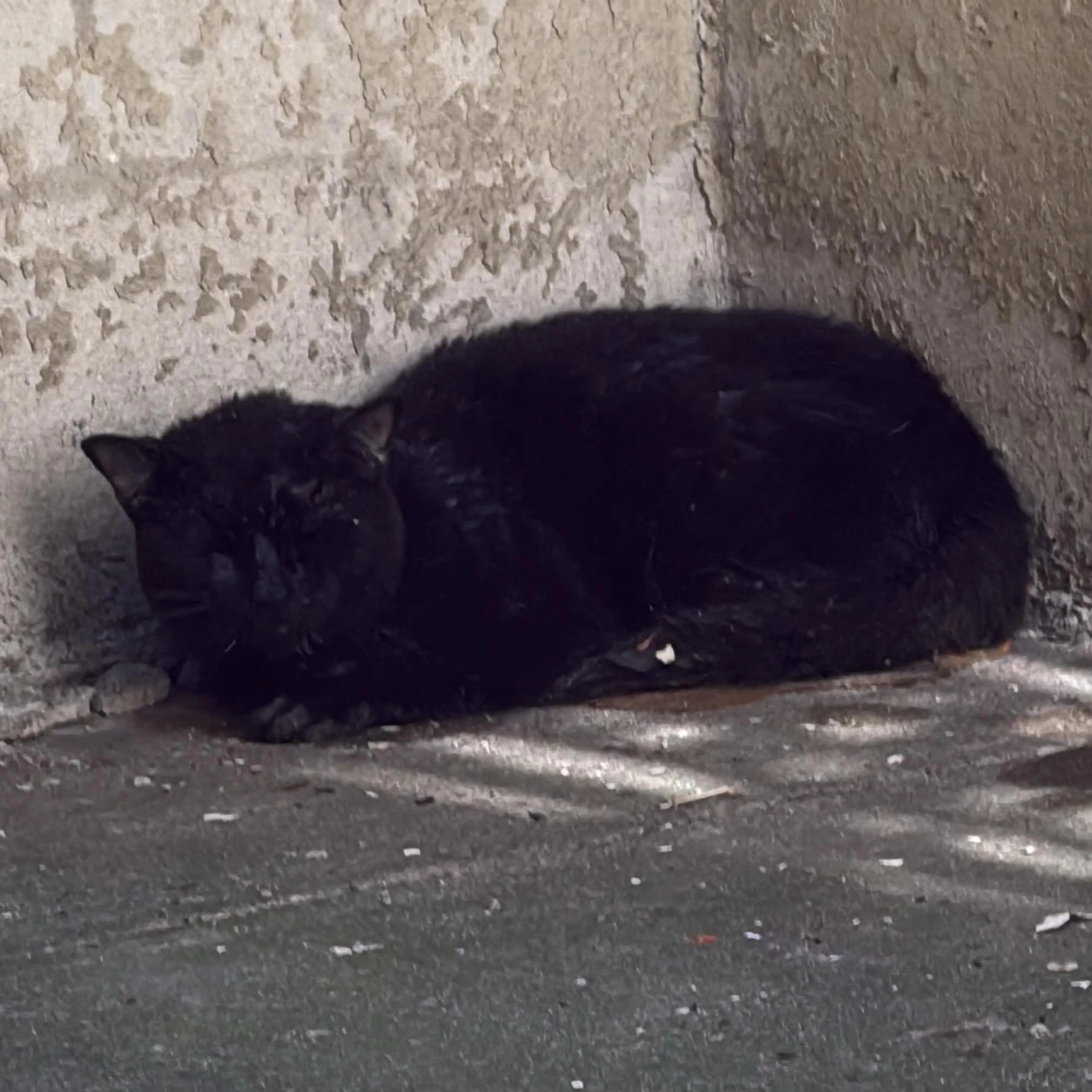 Found pet-1