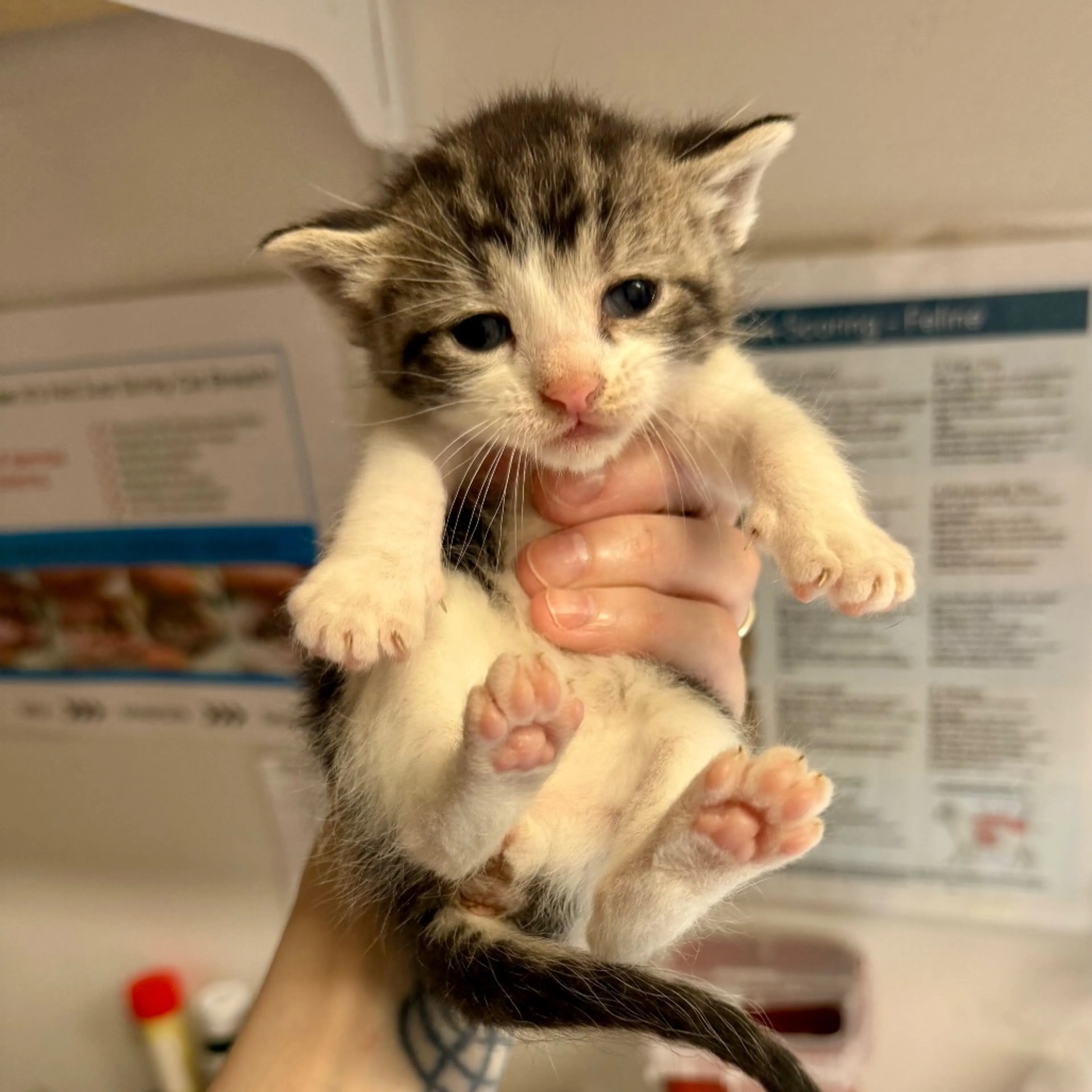 Found pet