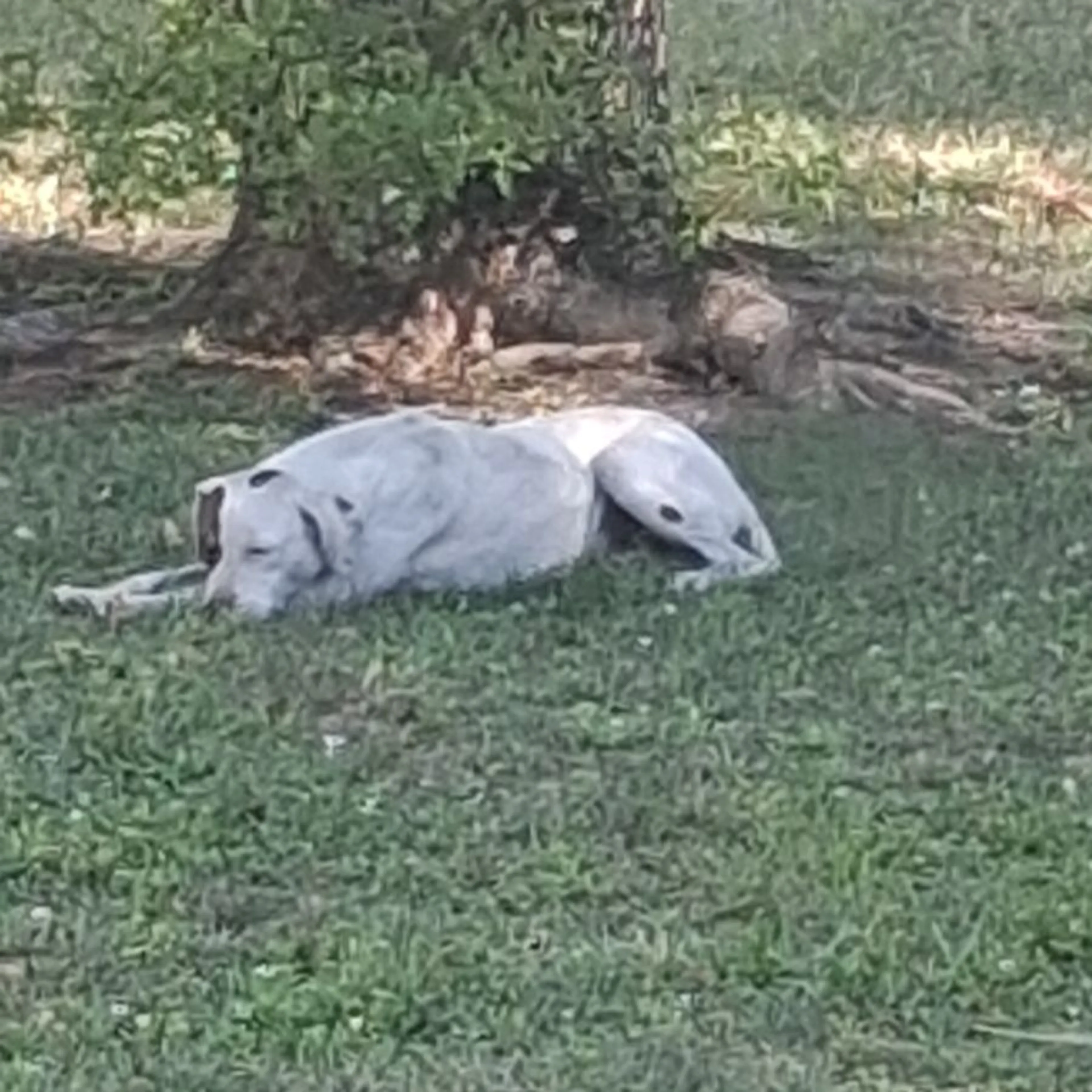 Found pet
