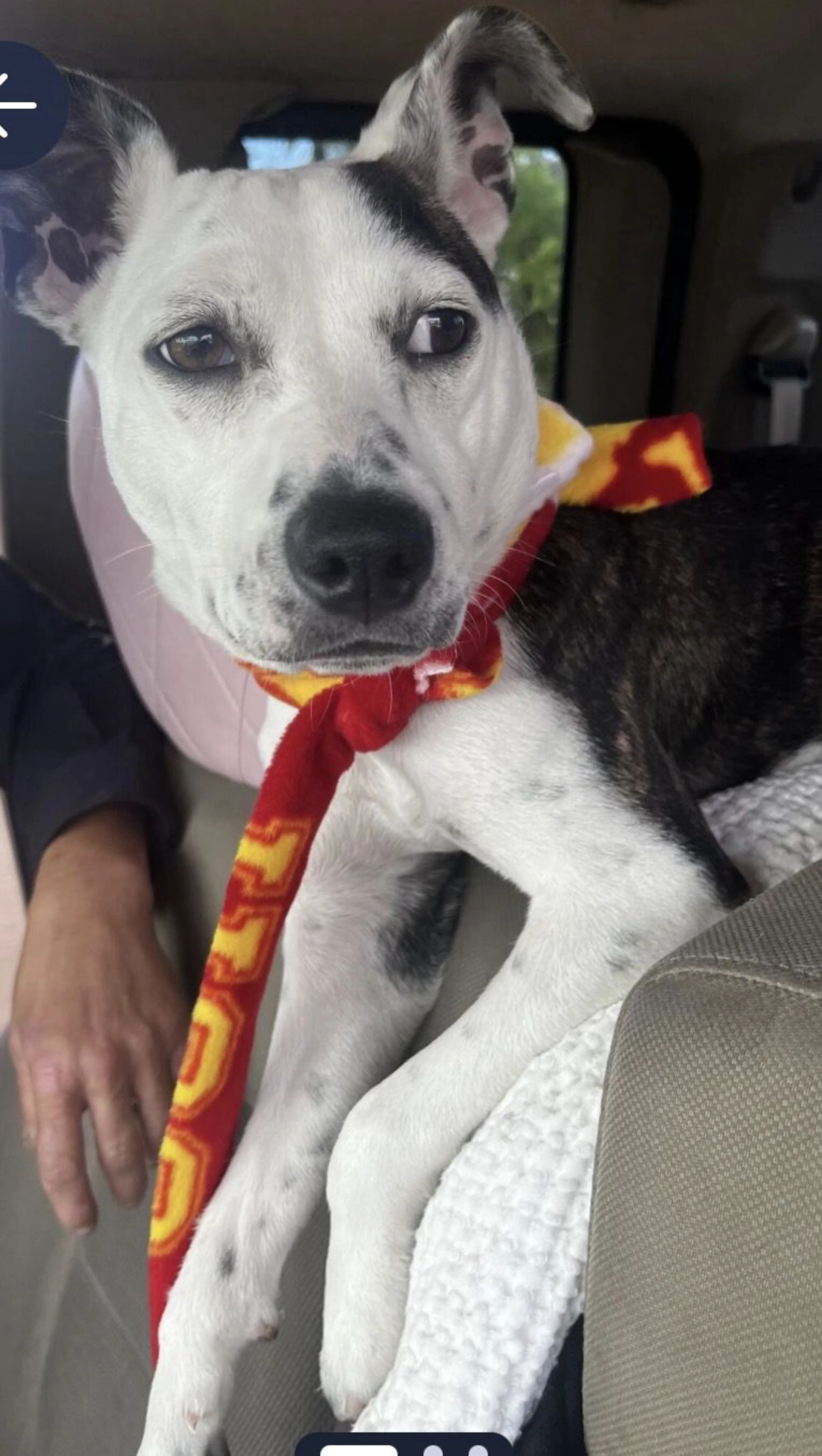 Lost pet