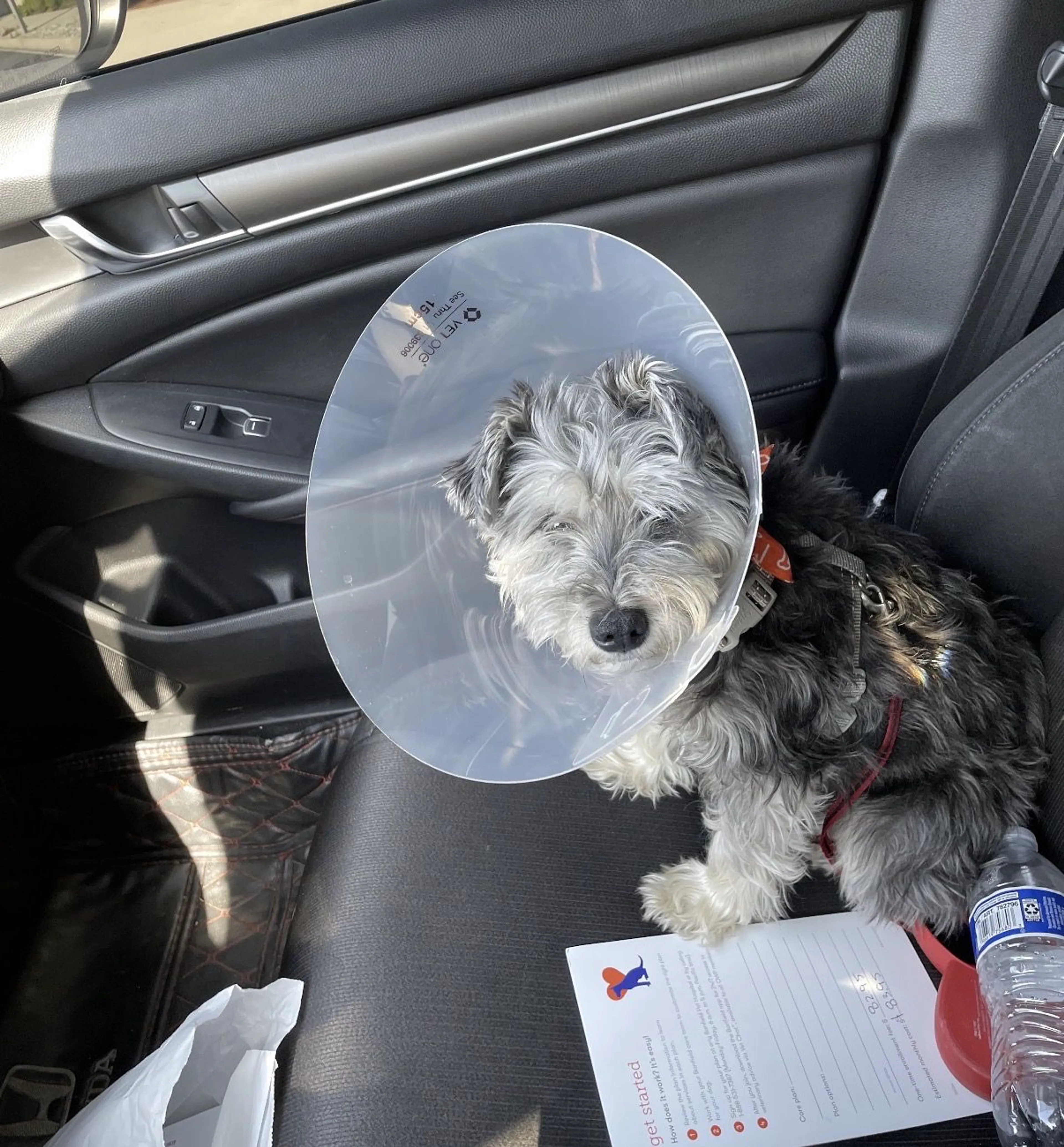 Lost pet