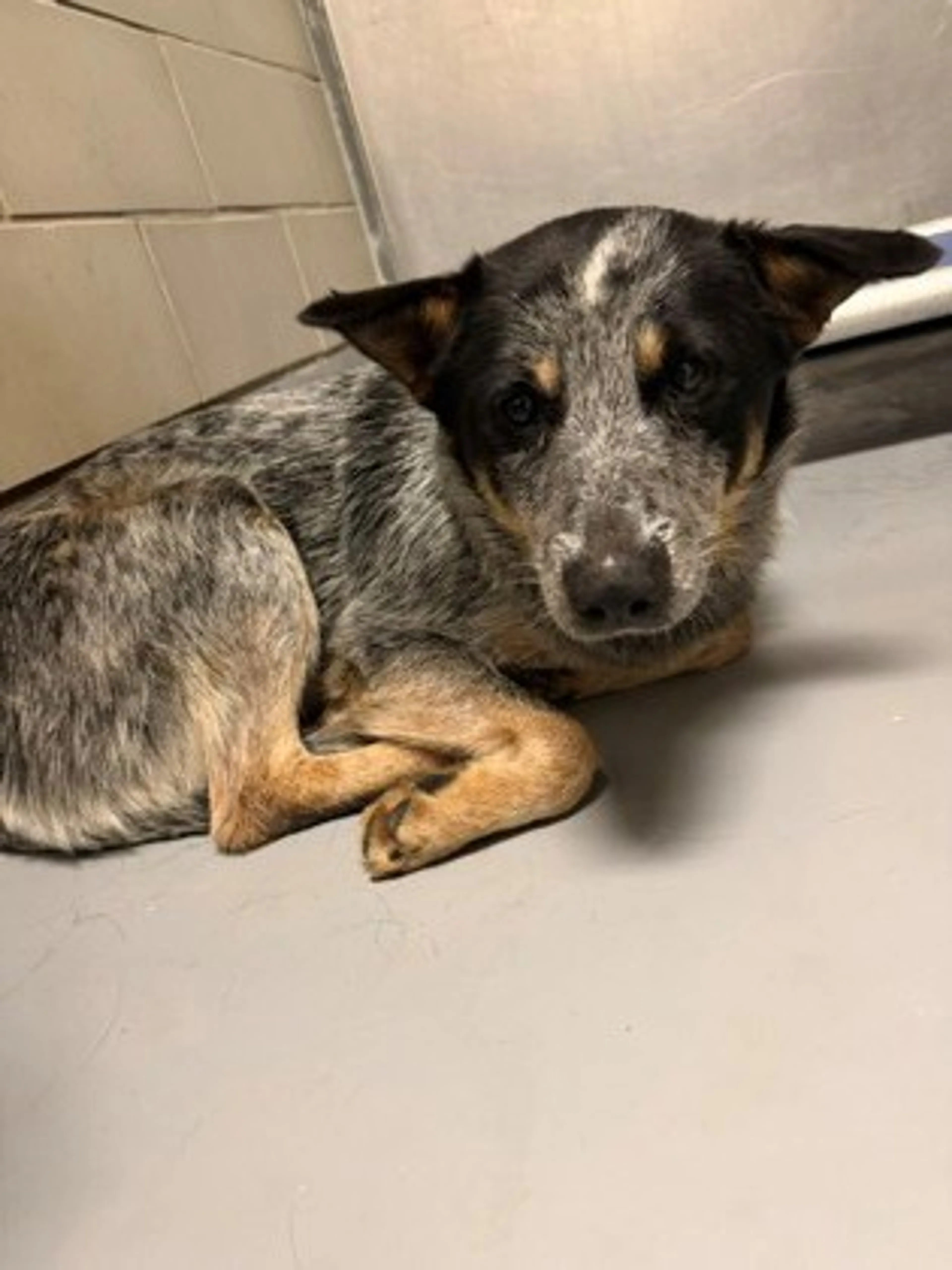 Found pet