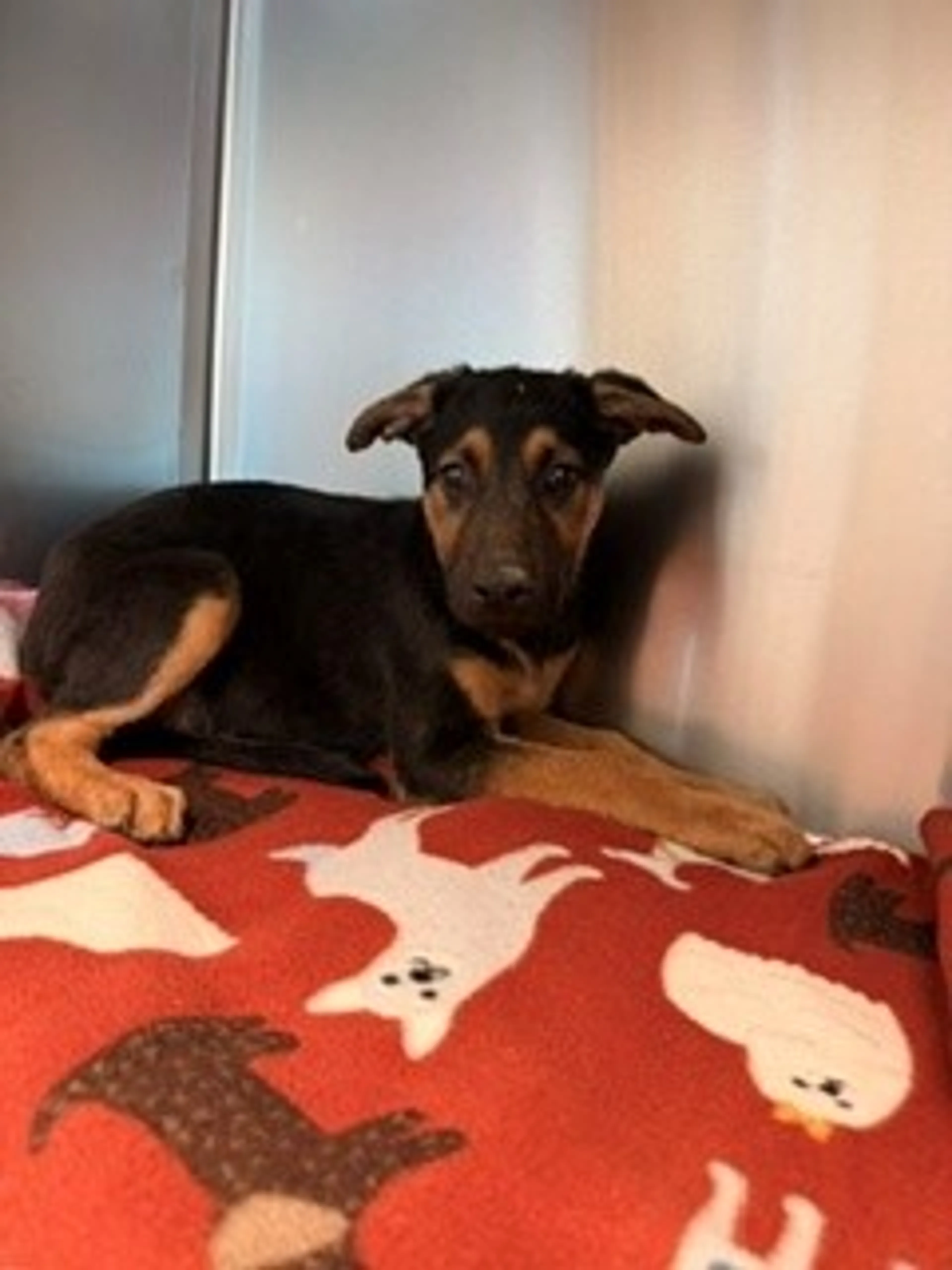 Found pet