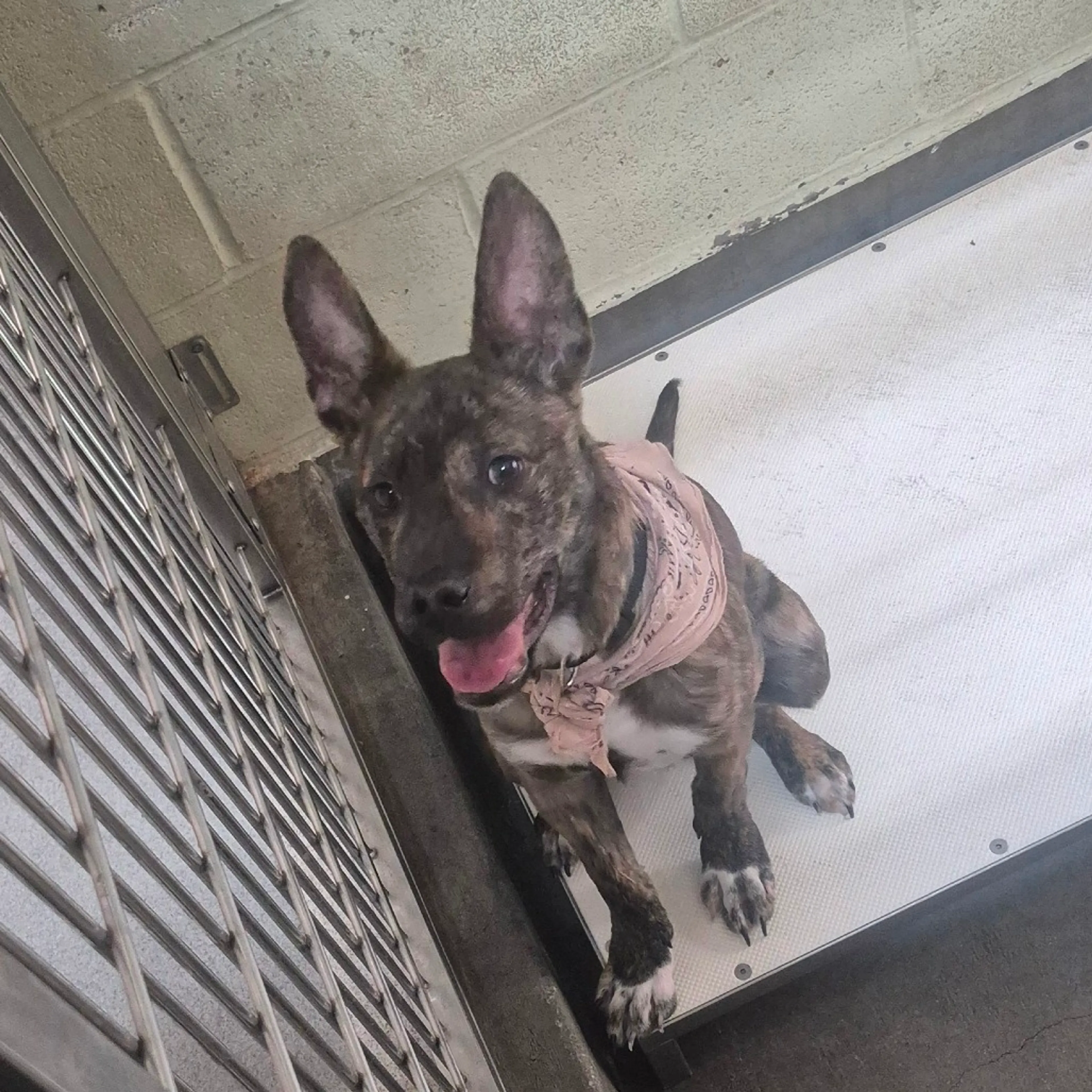Found pet